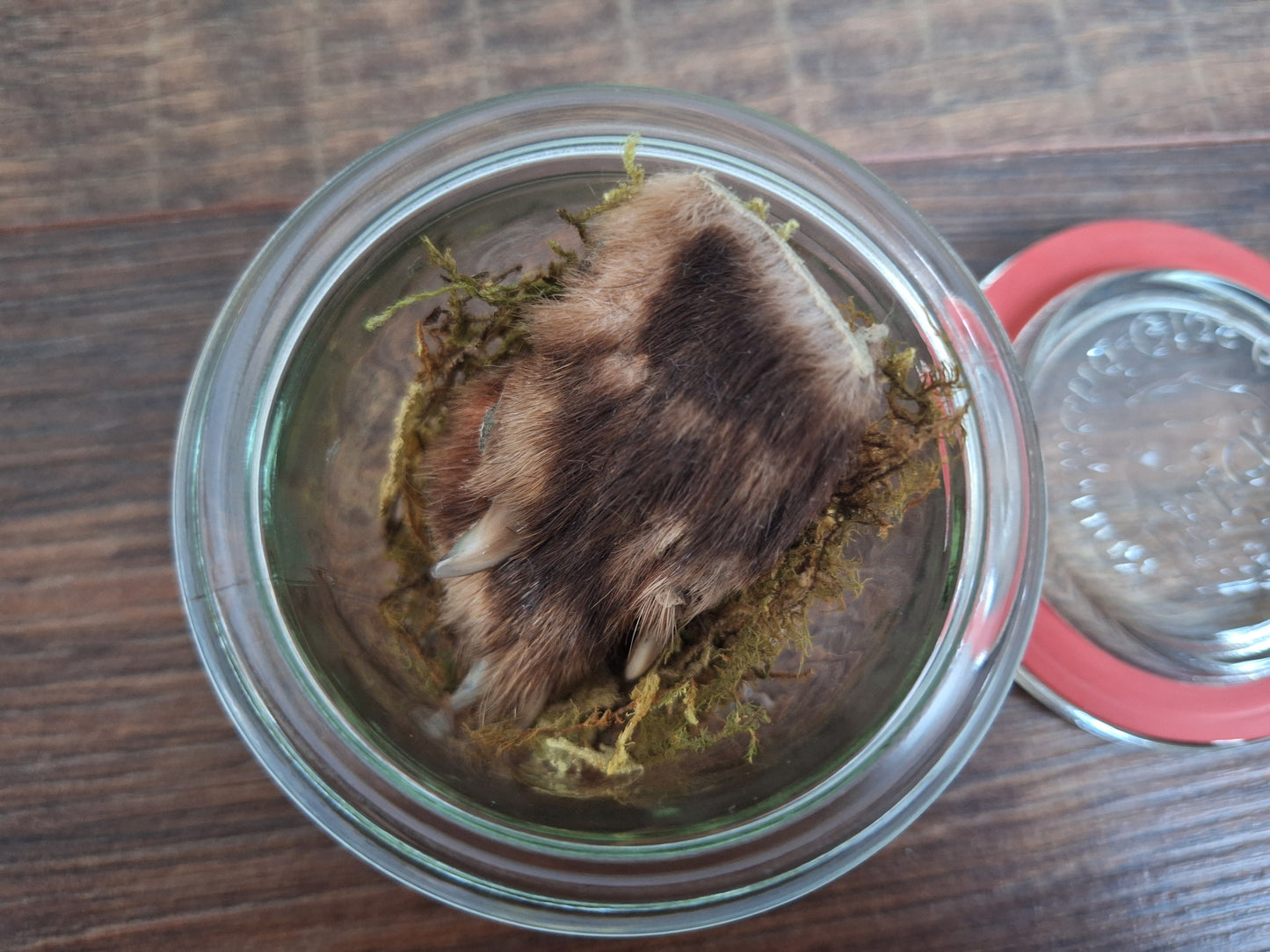 Fox paw, B-quality, in glass jar