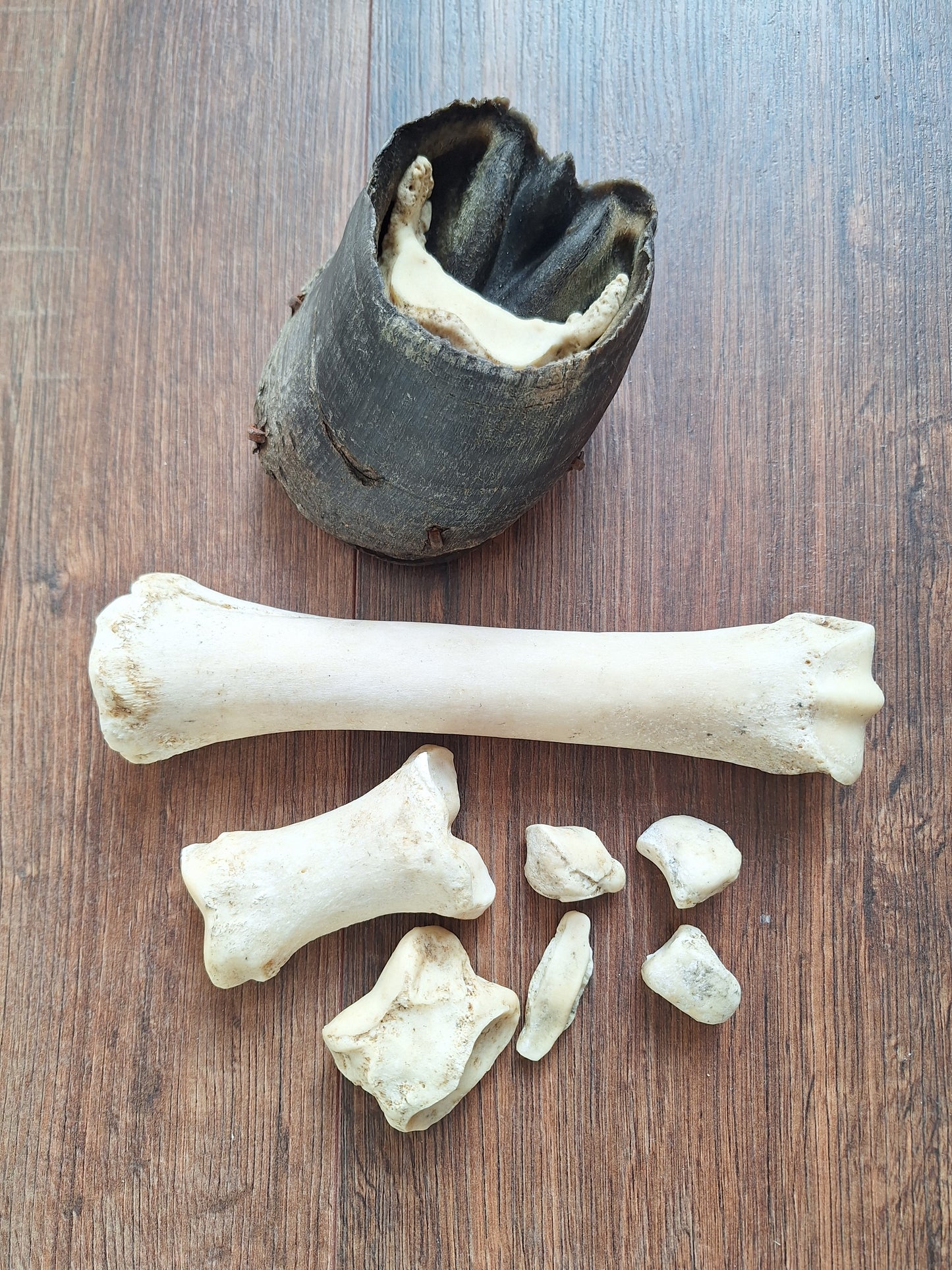 Horse lower leg bone sets