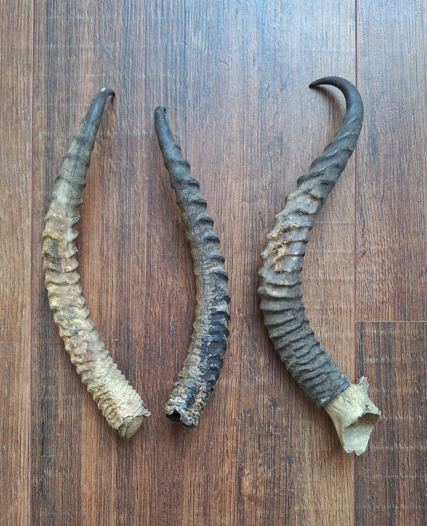 Dorcas gazelle horns, single