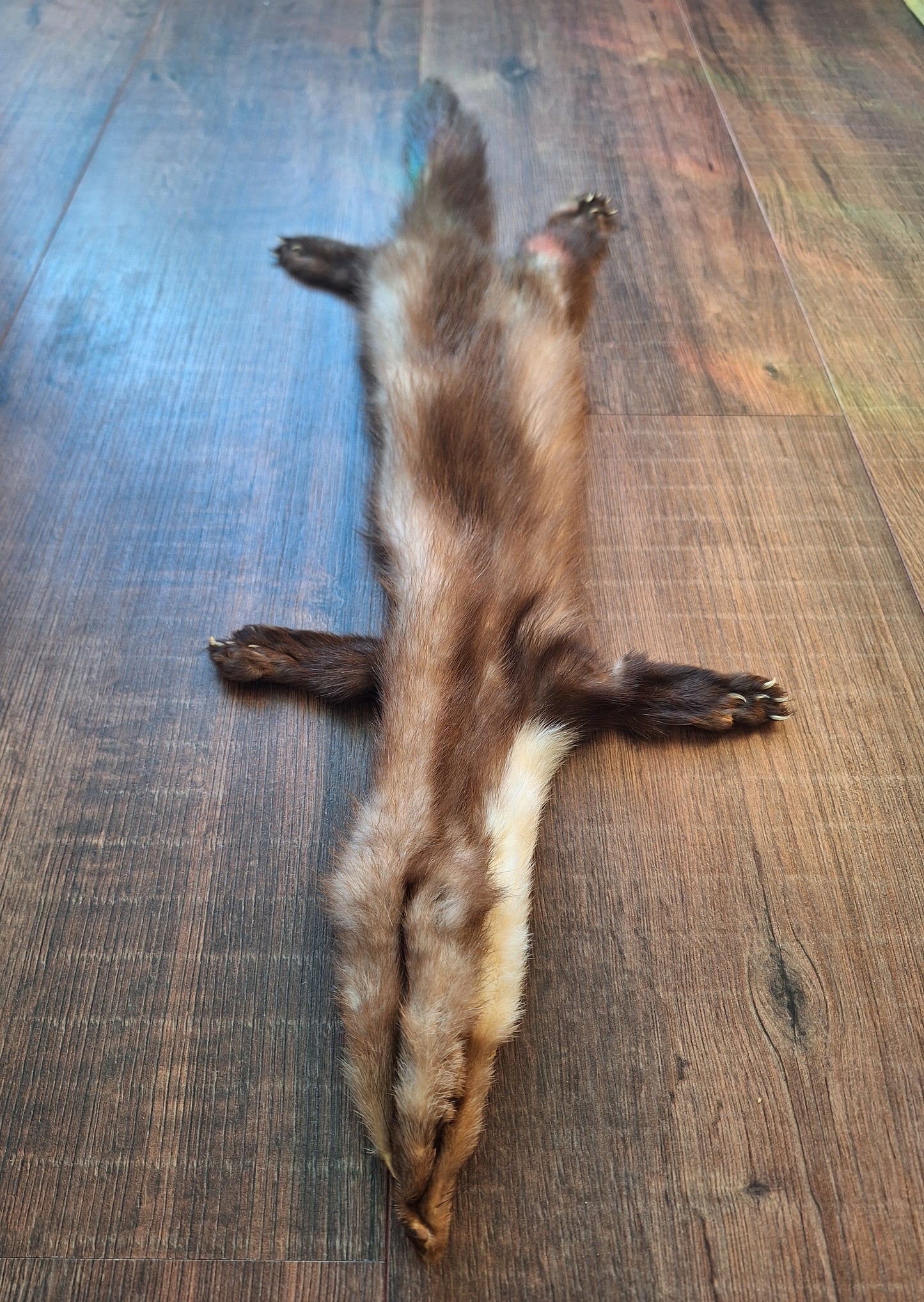 Stone marten hide #4