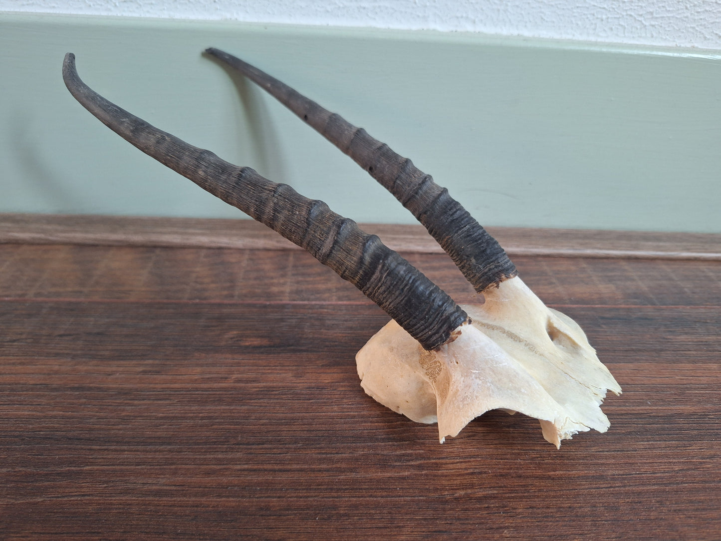 Dorcas gazelle skull cap