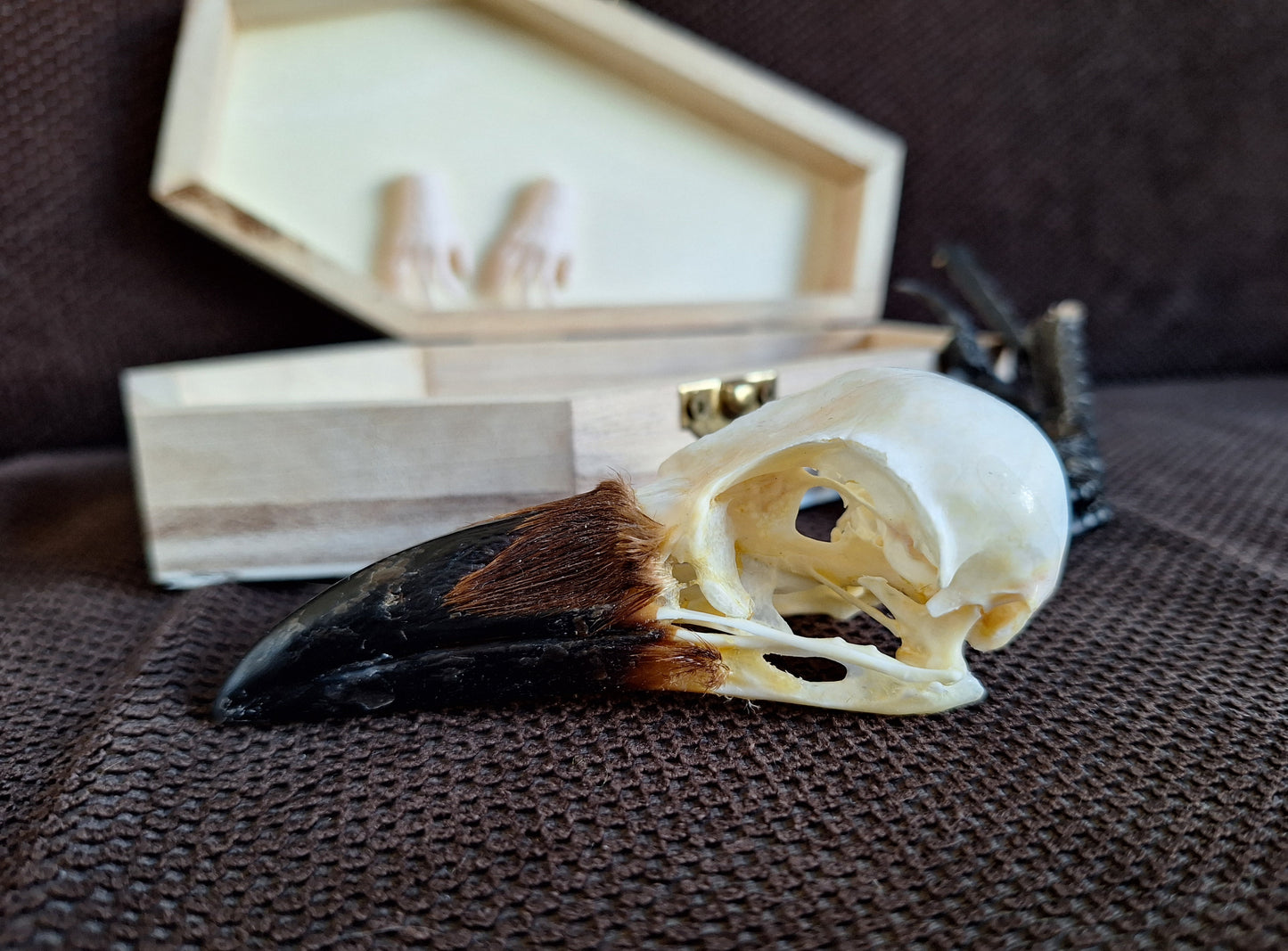 Crow skull and claws set in coffin