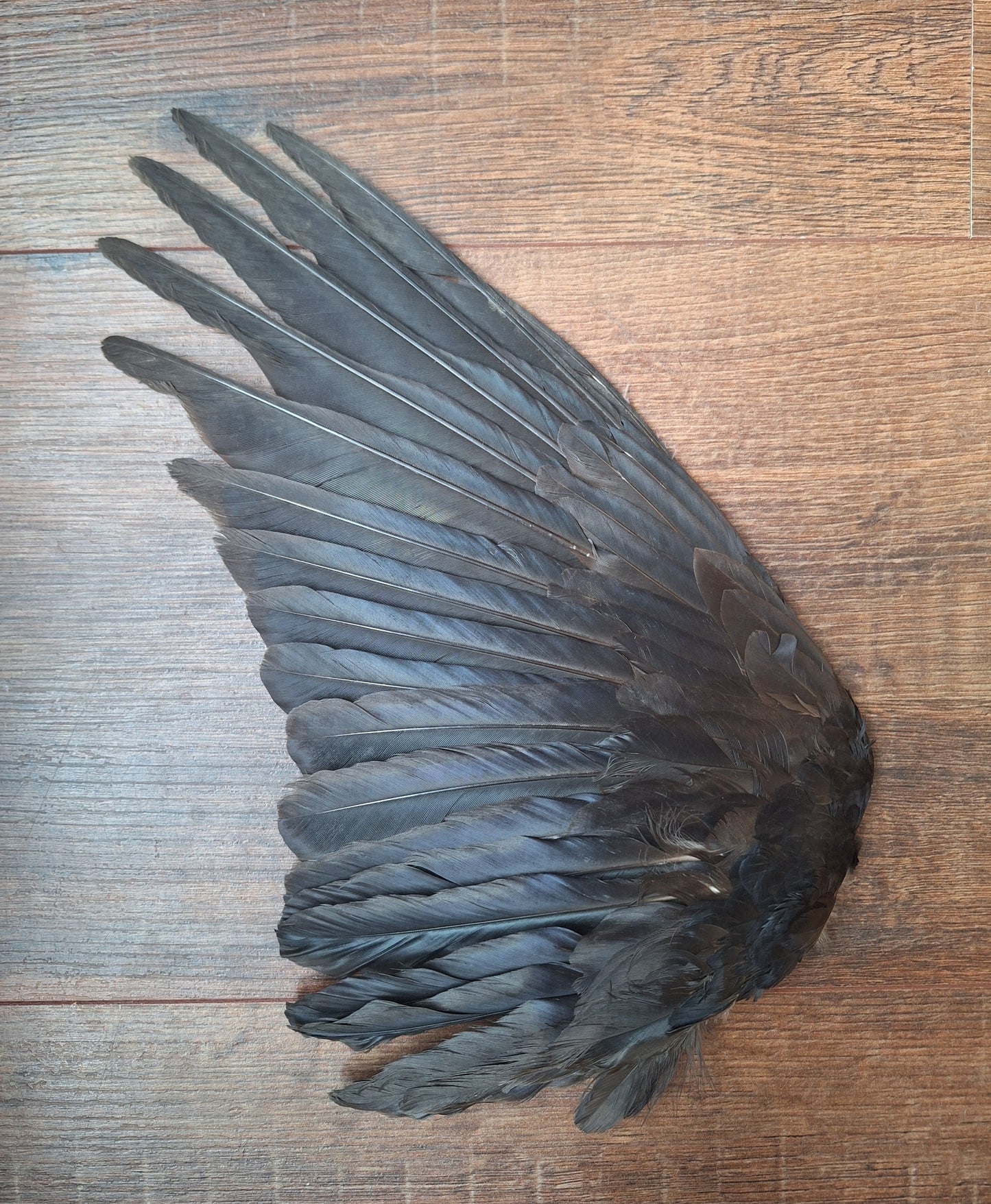 Crow single wing #48