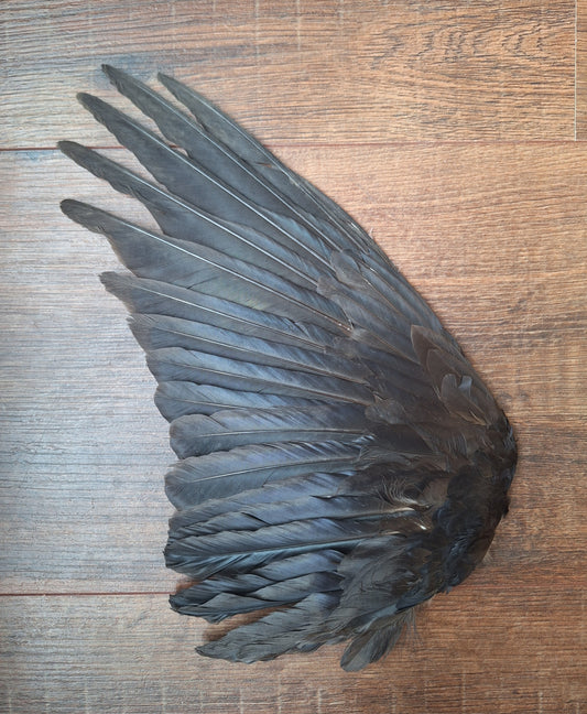 Crow single wing #48