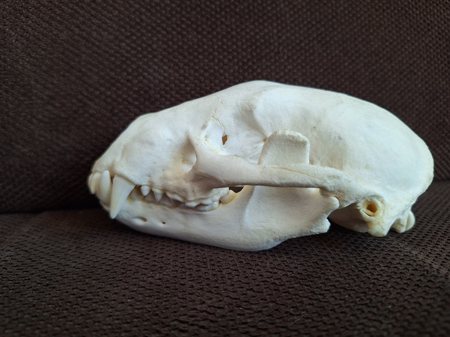 Racoon skull #3, B-quality