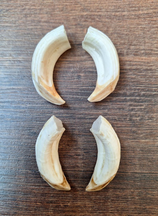 Wild boar upper jaw tusks, set of two