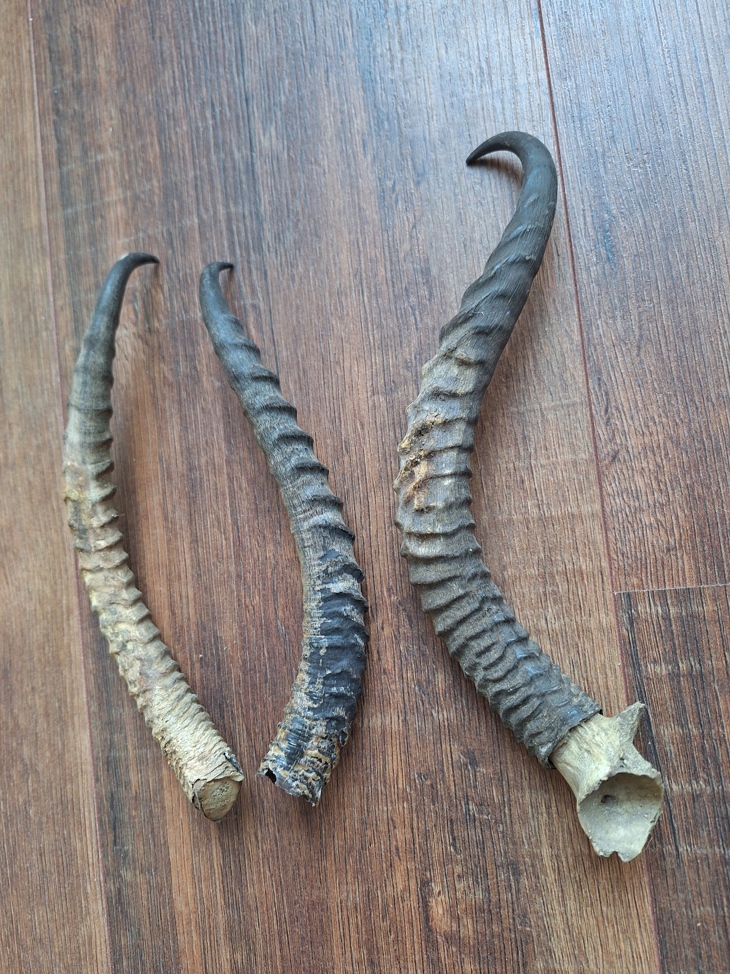 Dorcas gazelle horns, single