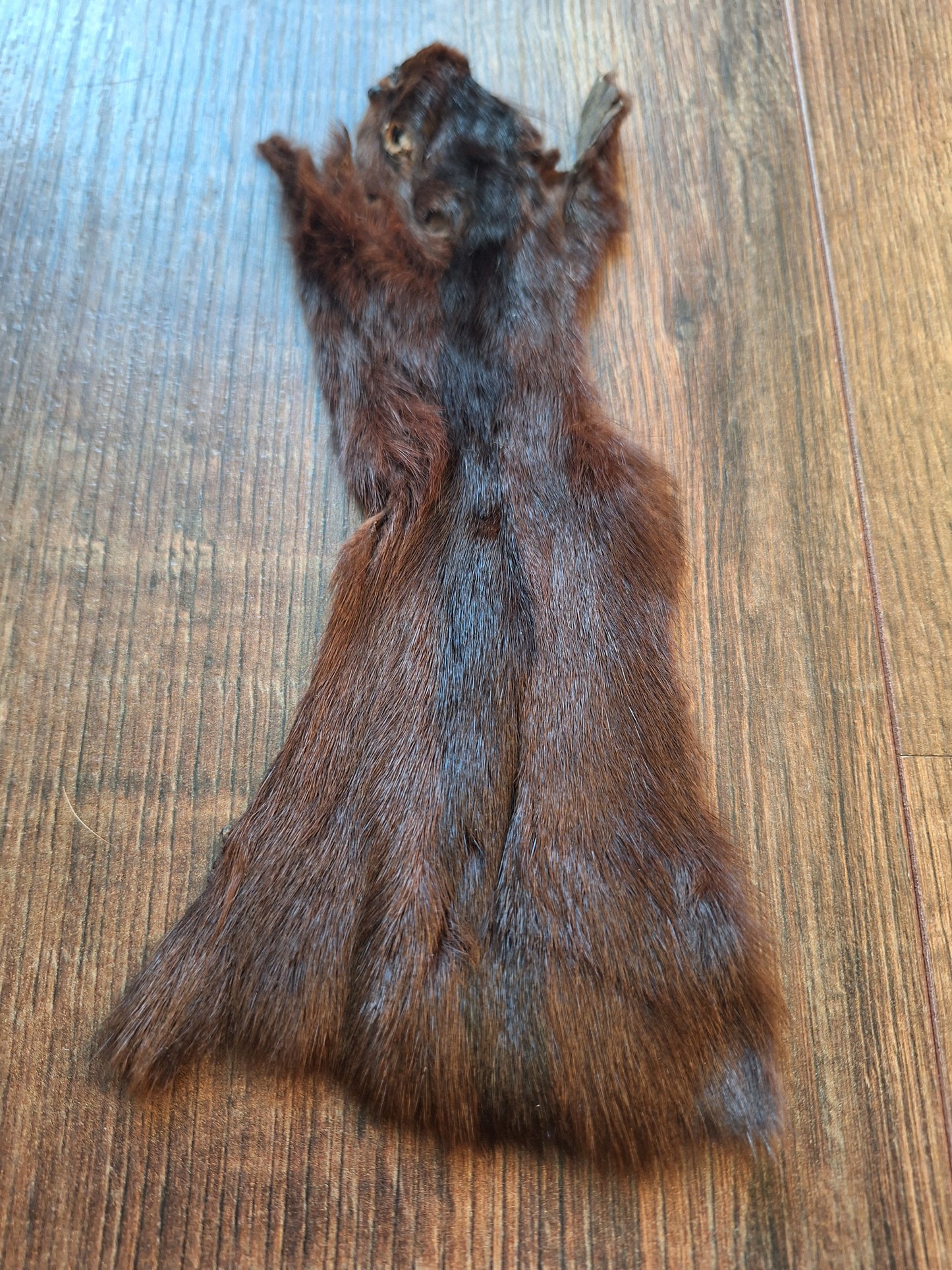 Squirrel hide #4, B-quality