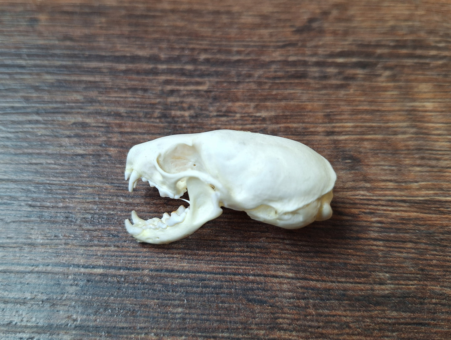 Stoat skull