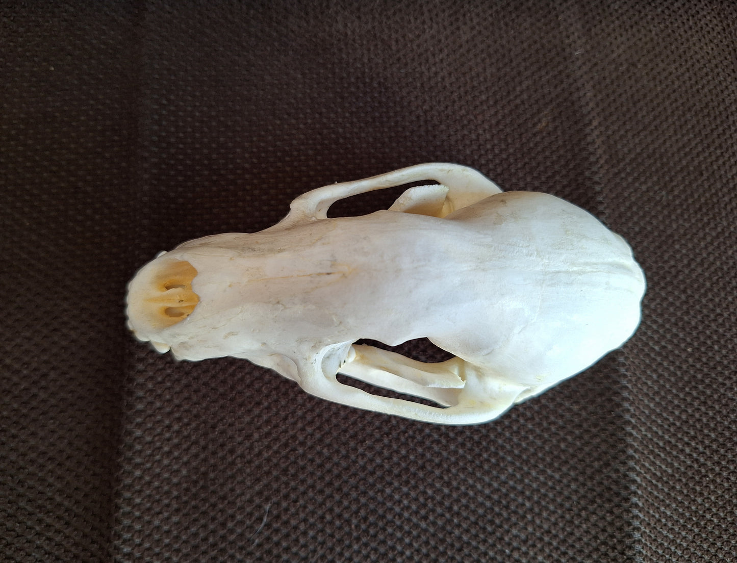 Raccoon skull #1