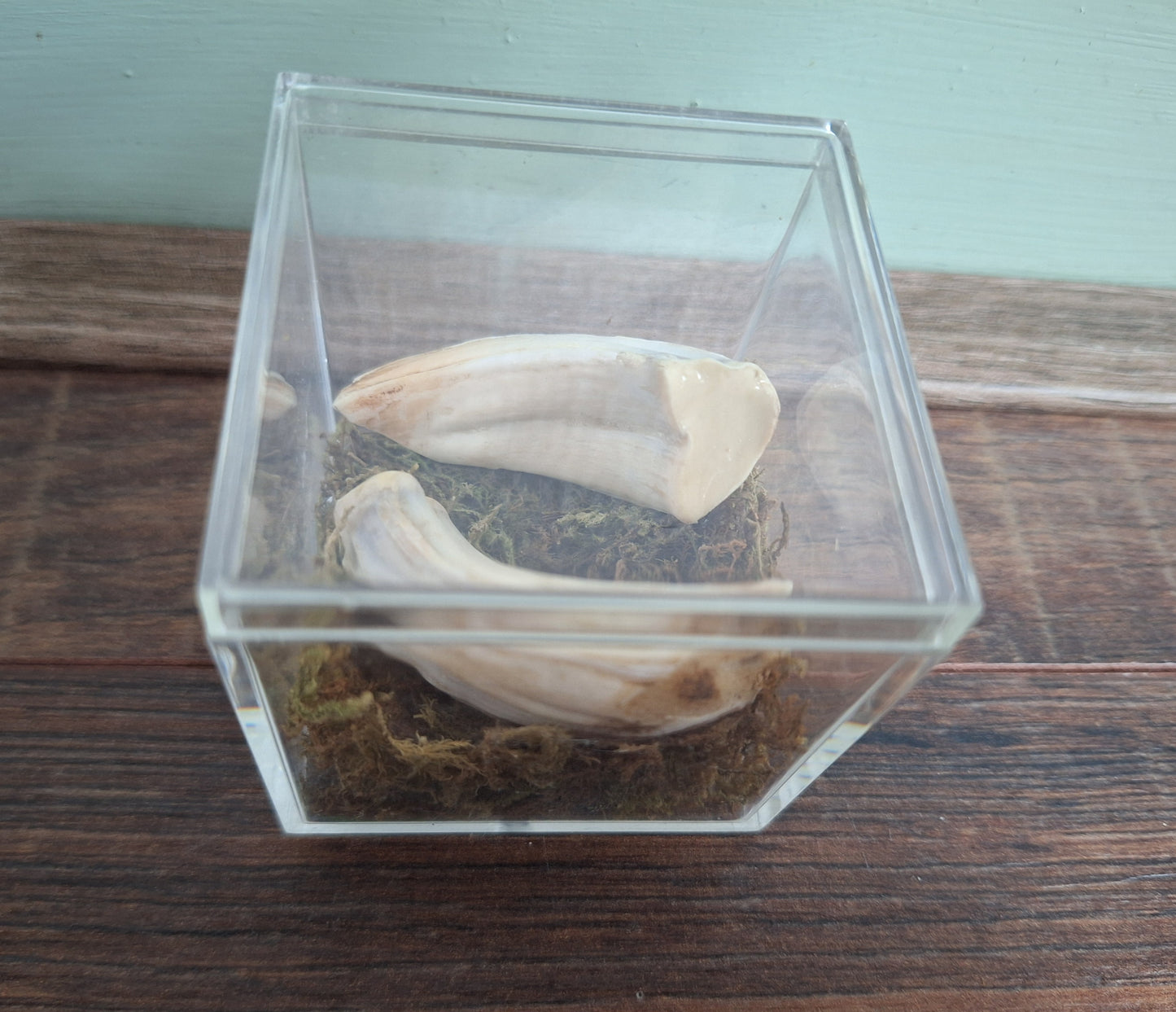 Wild boar upper jaw tusks in display cube