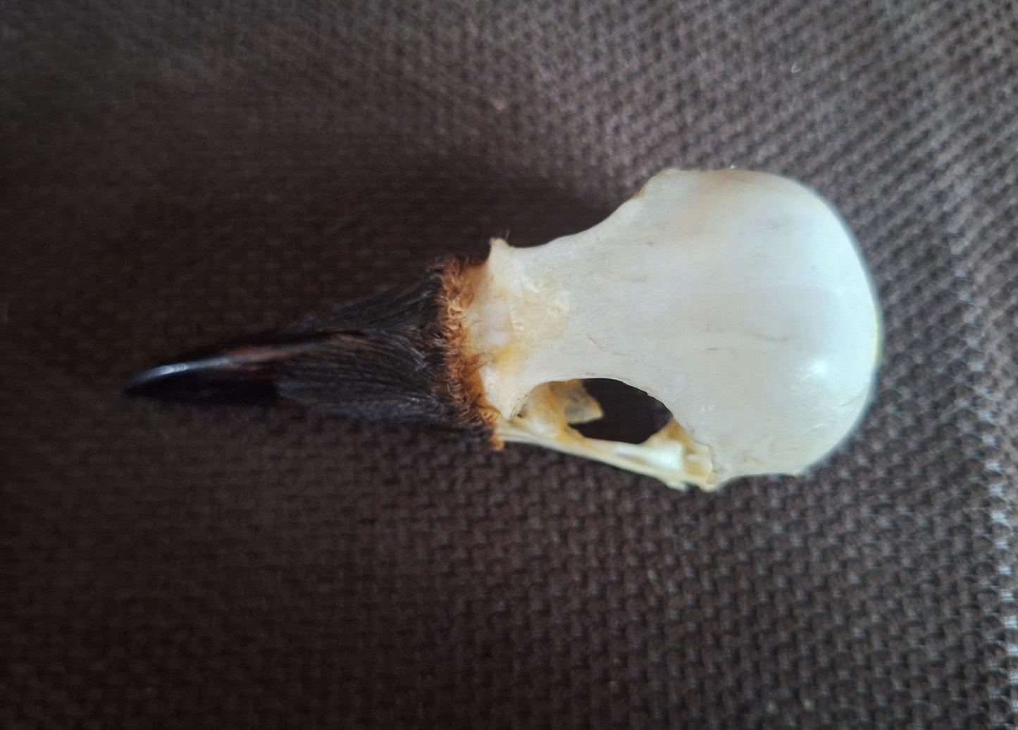 Crow skull #37