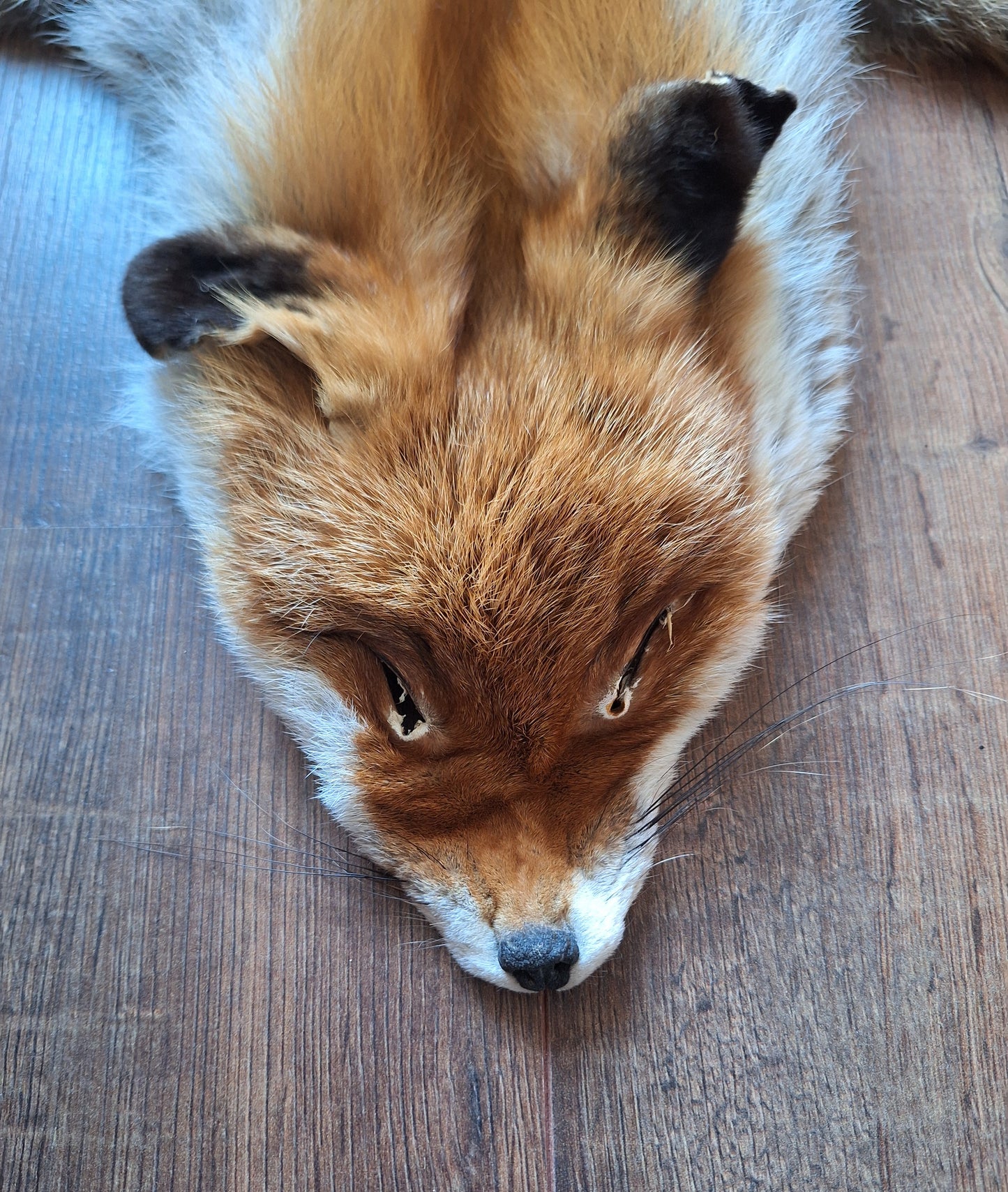 Red fox hide #24