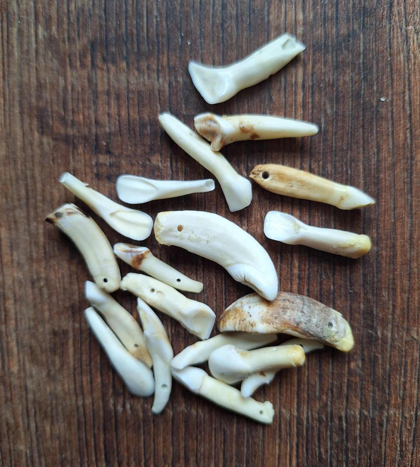 Cow teeth, crafting set