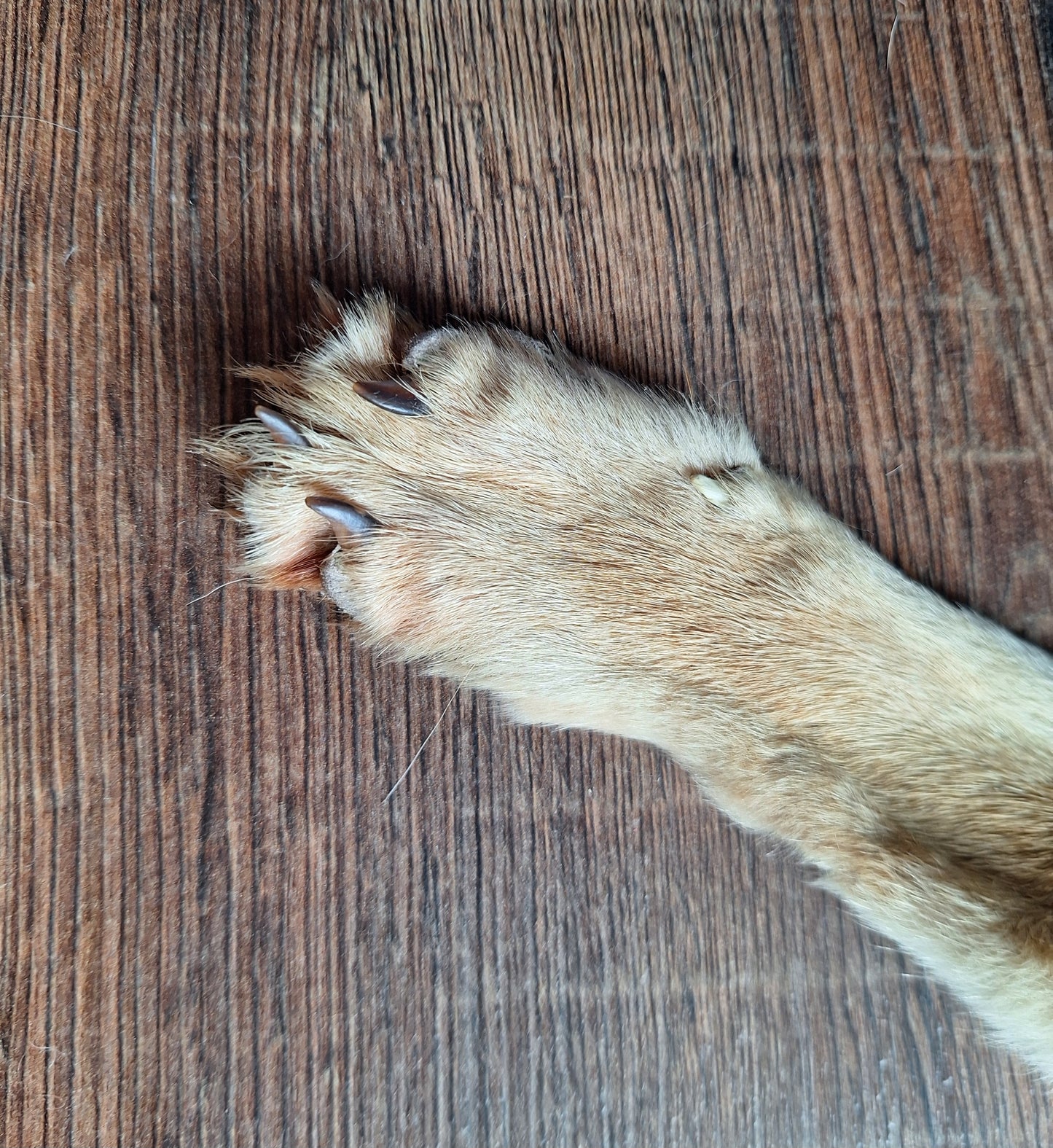 Black-backed jackal hide crafting piece