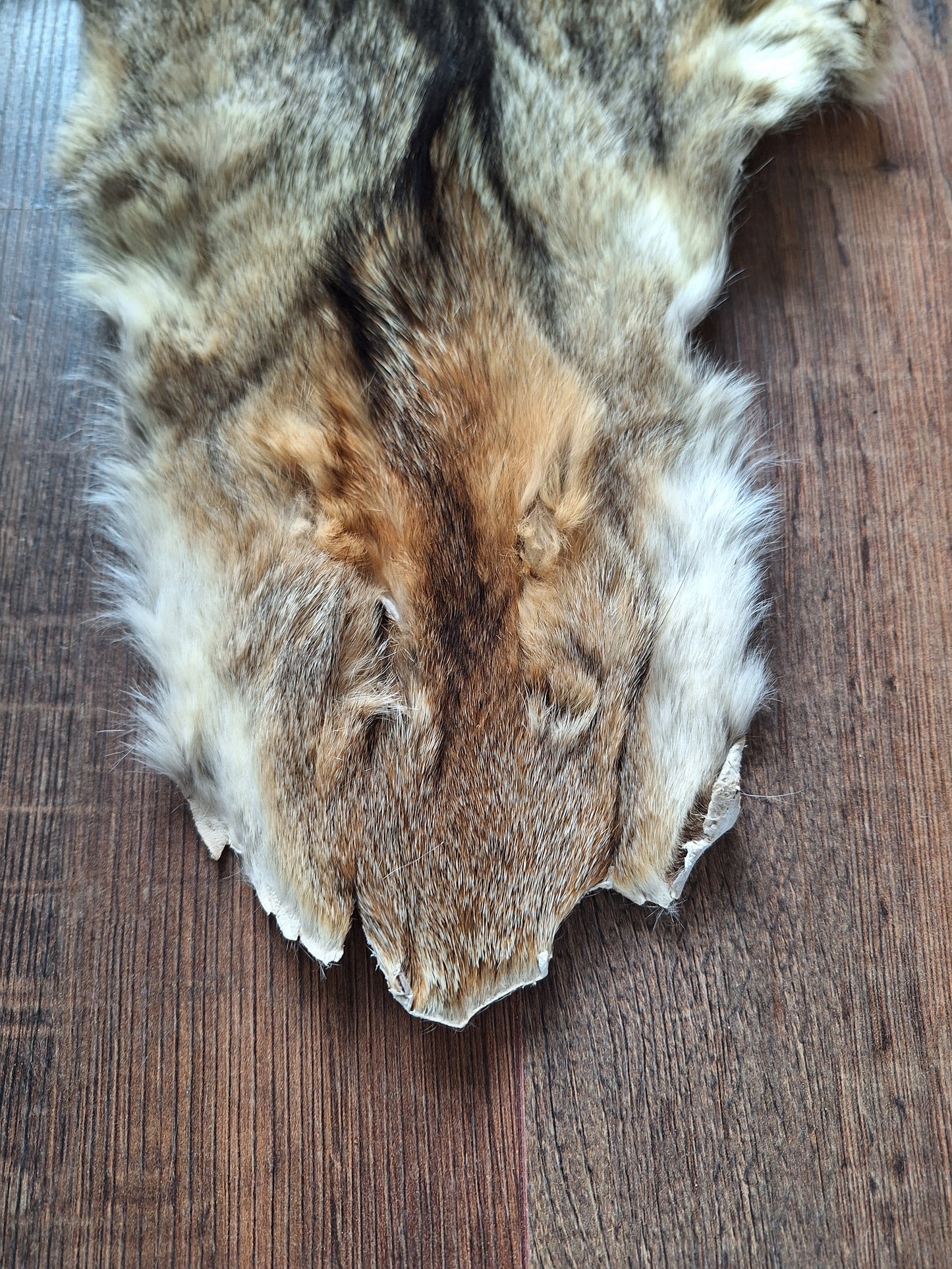 Cape fox hide #1