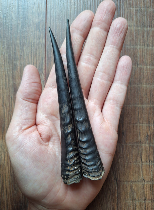 Oribi horns, set of two