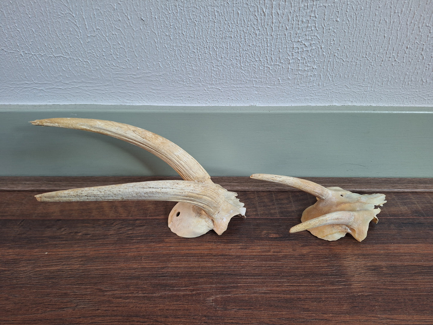 Dorcas gazelle skull cap