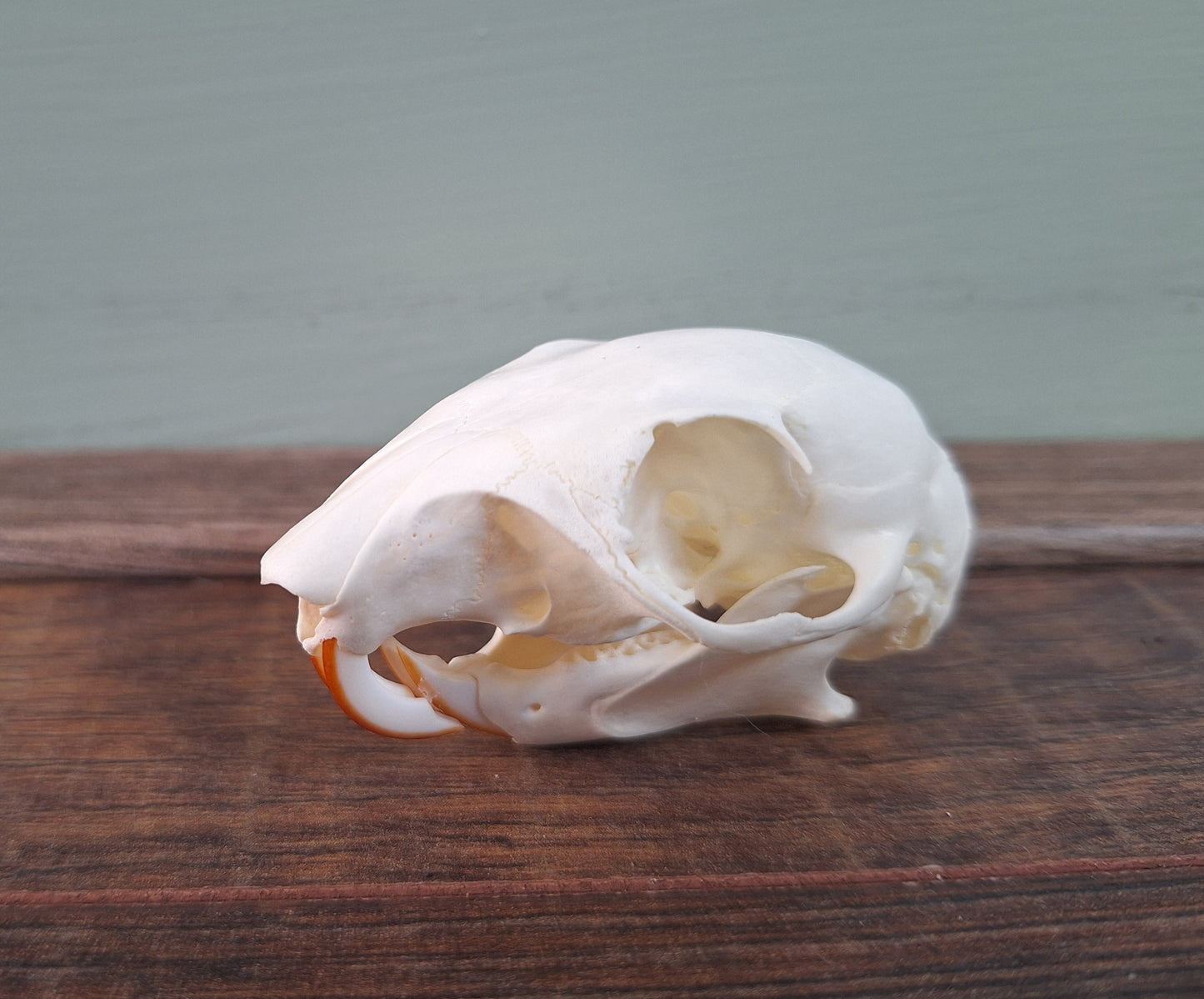 Gray squirrel skull