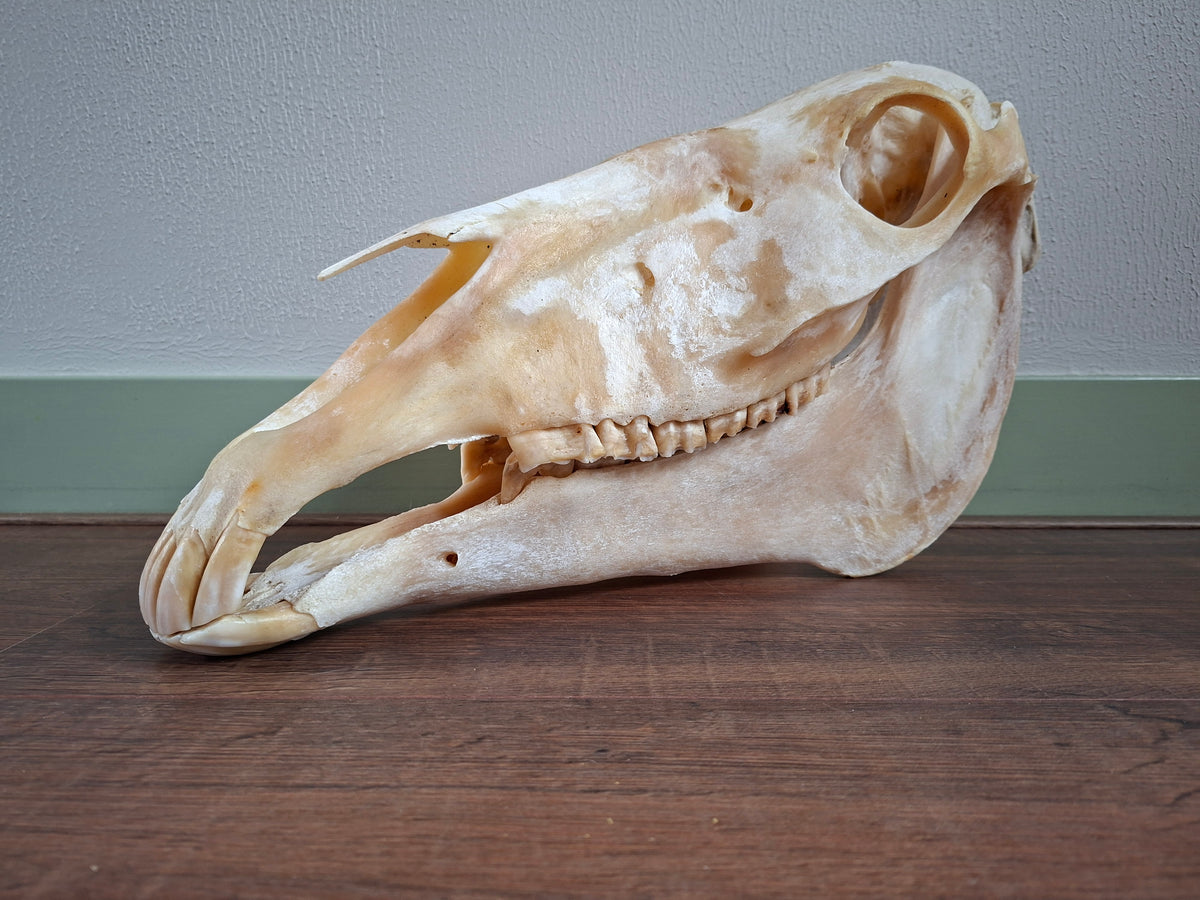 Horse skull