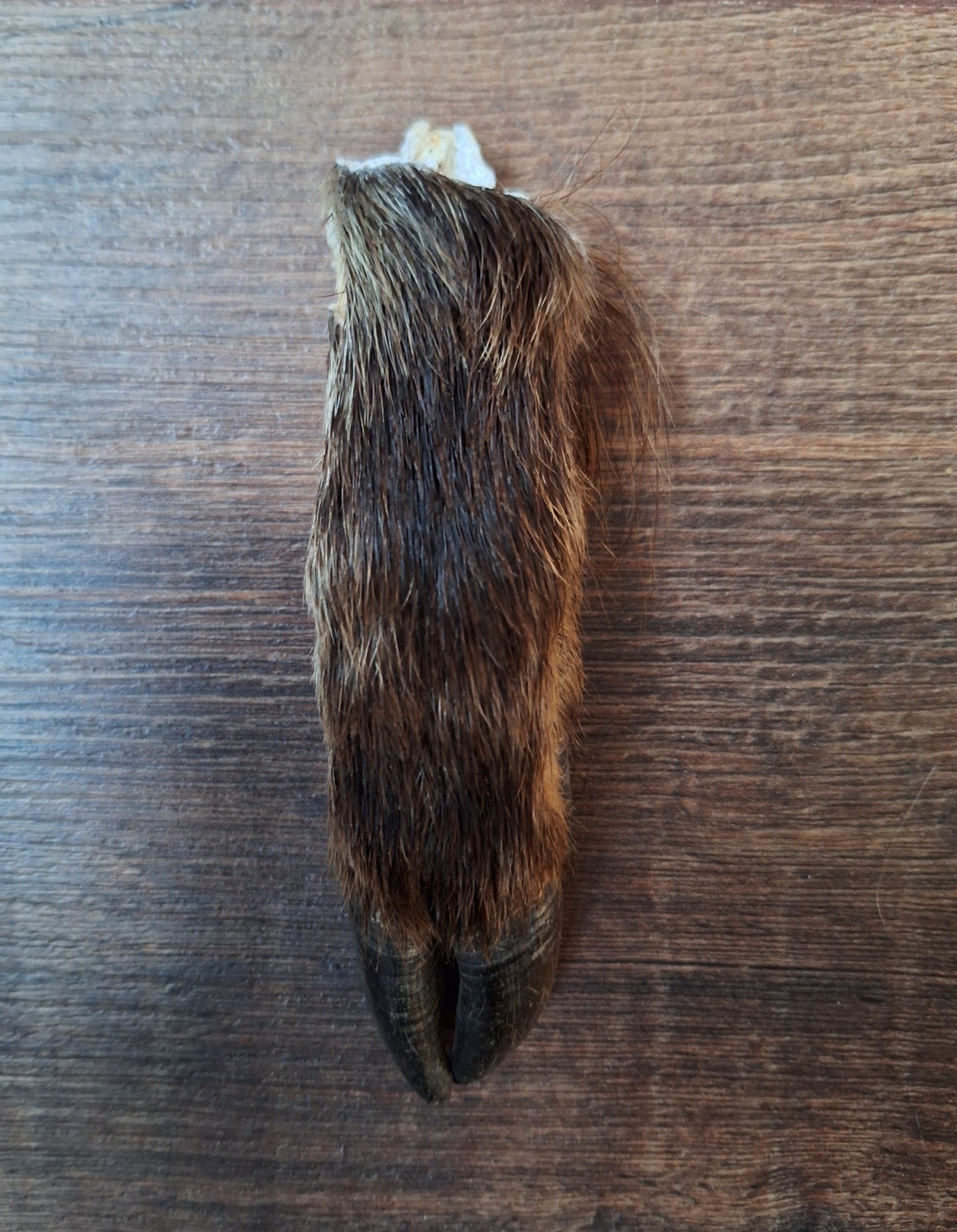 Wild boar lower legs