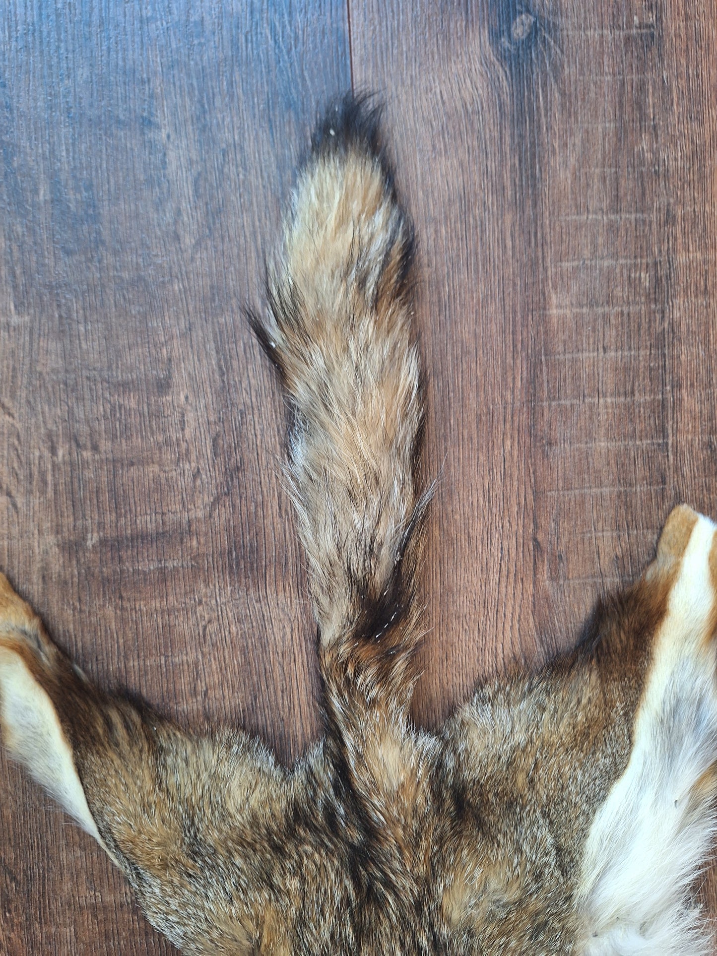 Cape fox hide #5, B-quality
