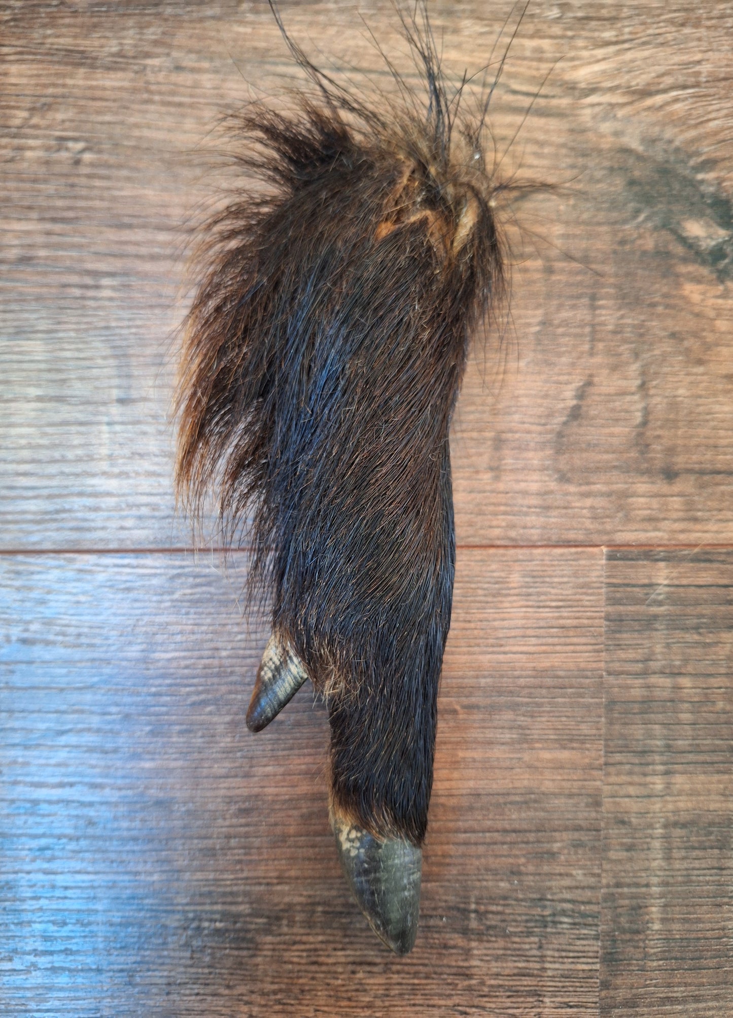 Wild boar lower legs