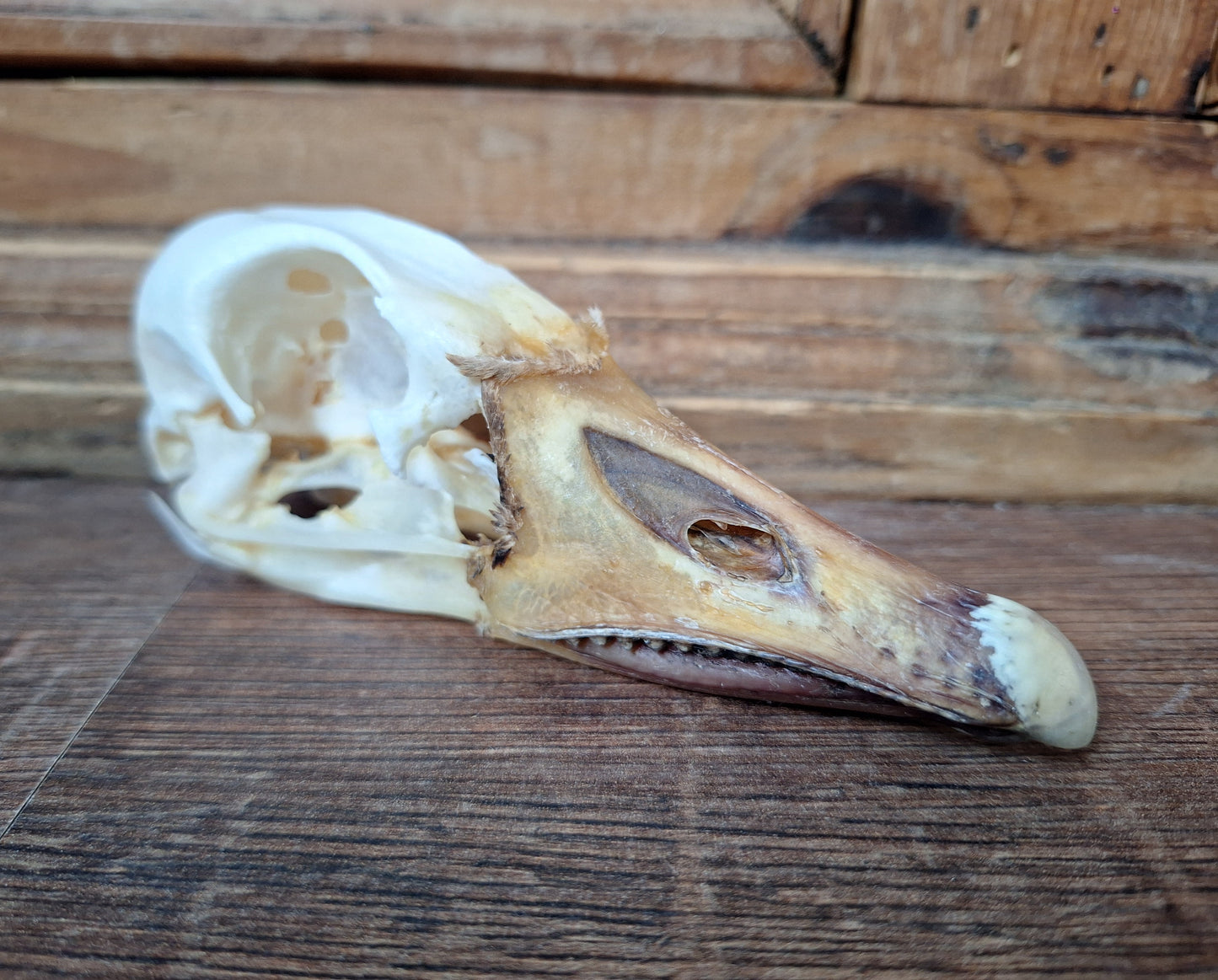 Grey goose skull
