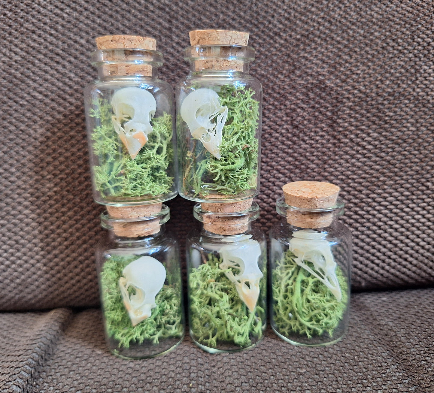 Parakeet skull bottle