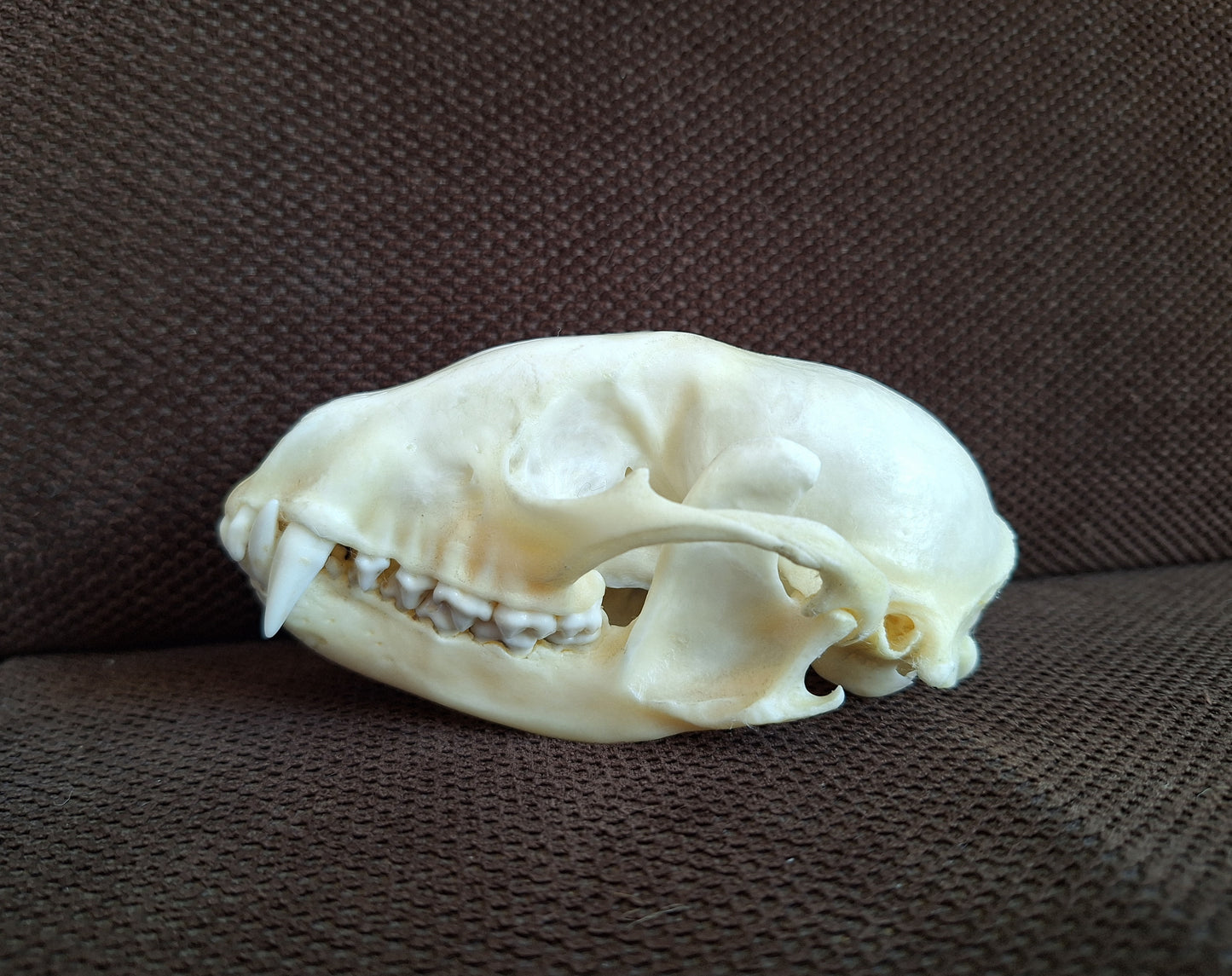 Raccoon skull #2