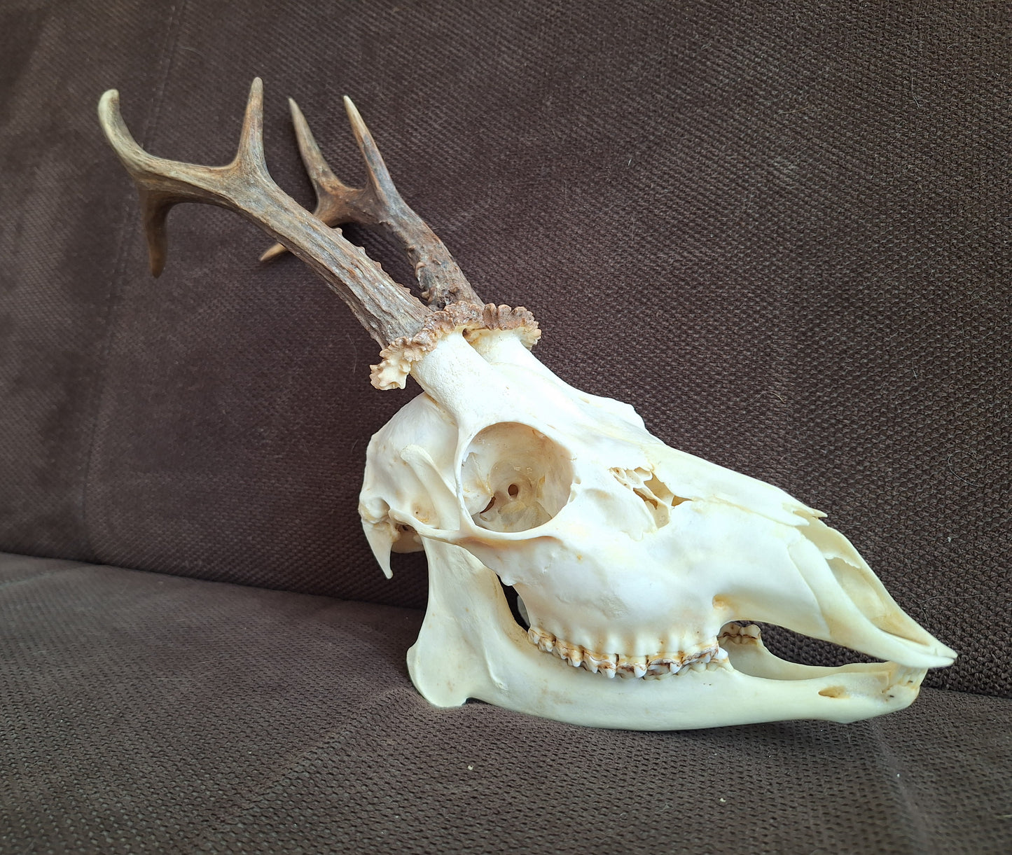 Roe buck skull #2