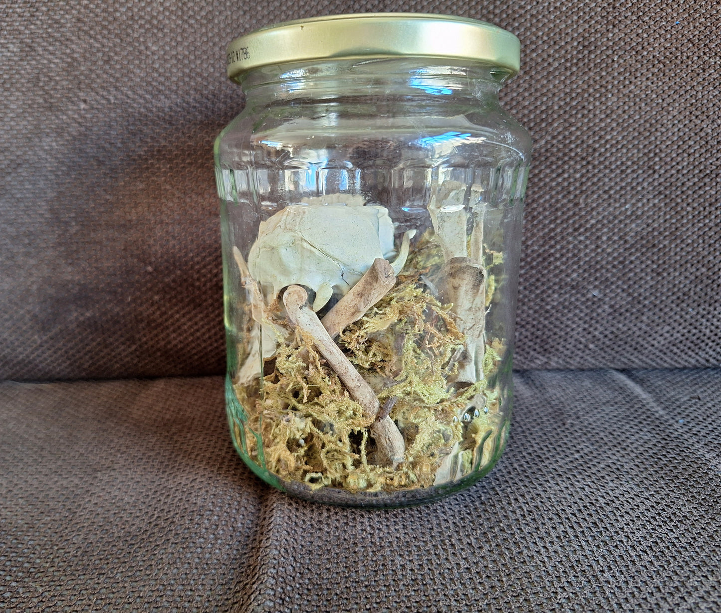Rabbit partial skeleton, B-quality, in glass jar