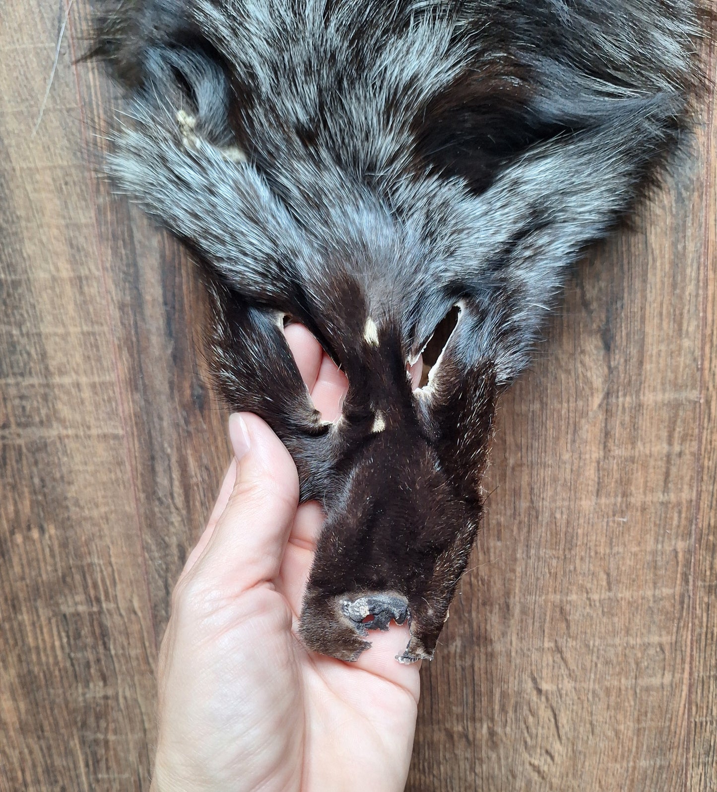 Silver fox hide crafting piece
