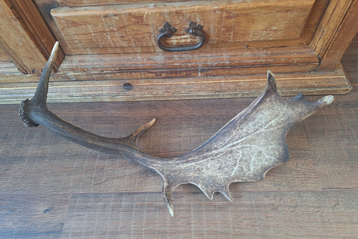 Fallow deer antler, single #13