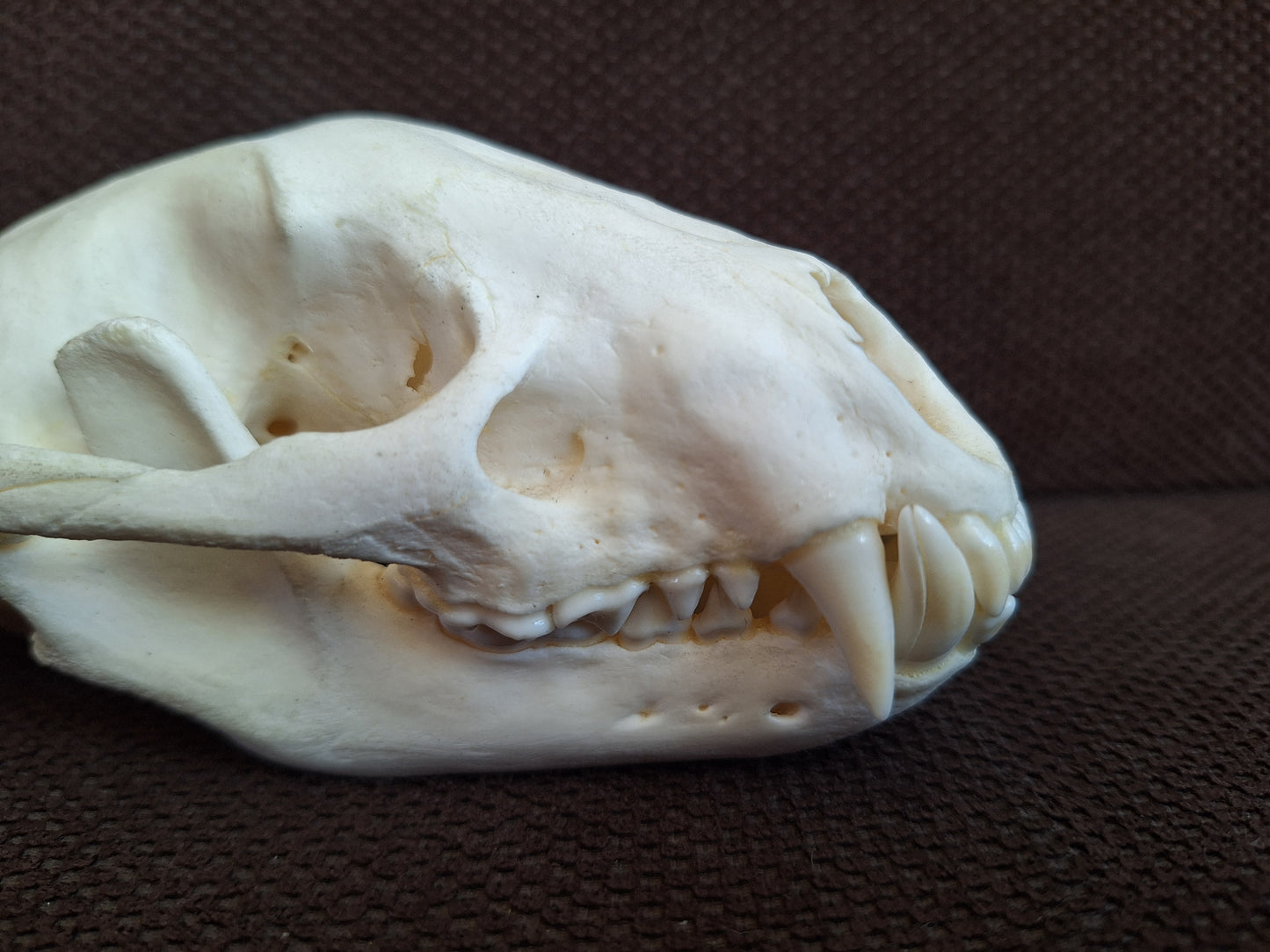 Racoon skull #3, B-quality