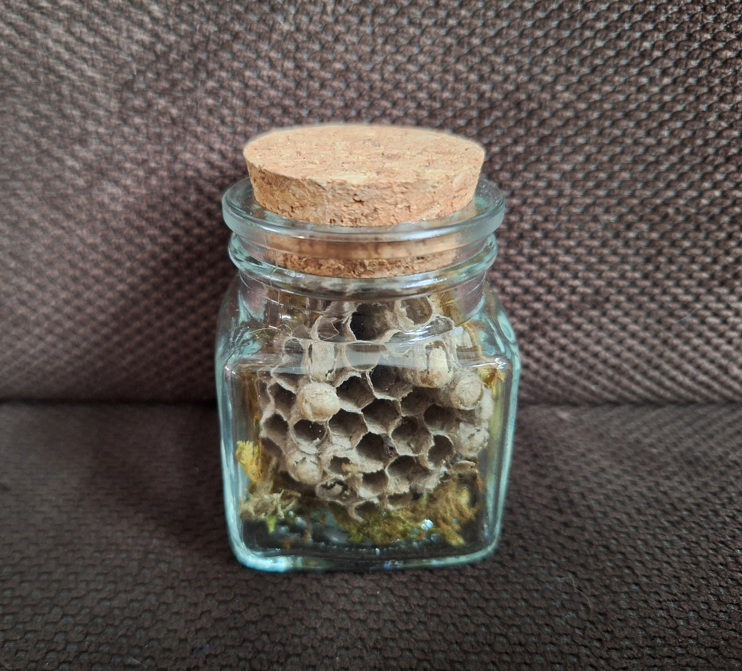 Wasp nest in glass jar