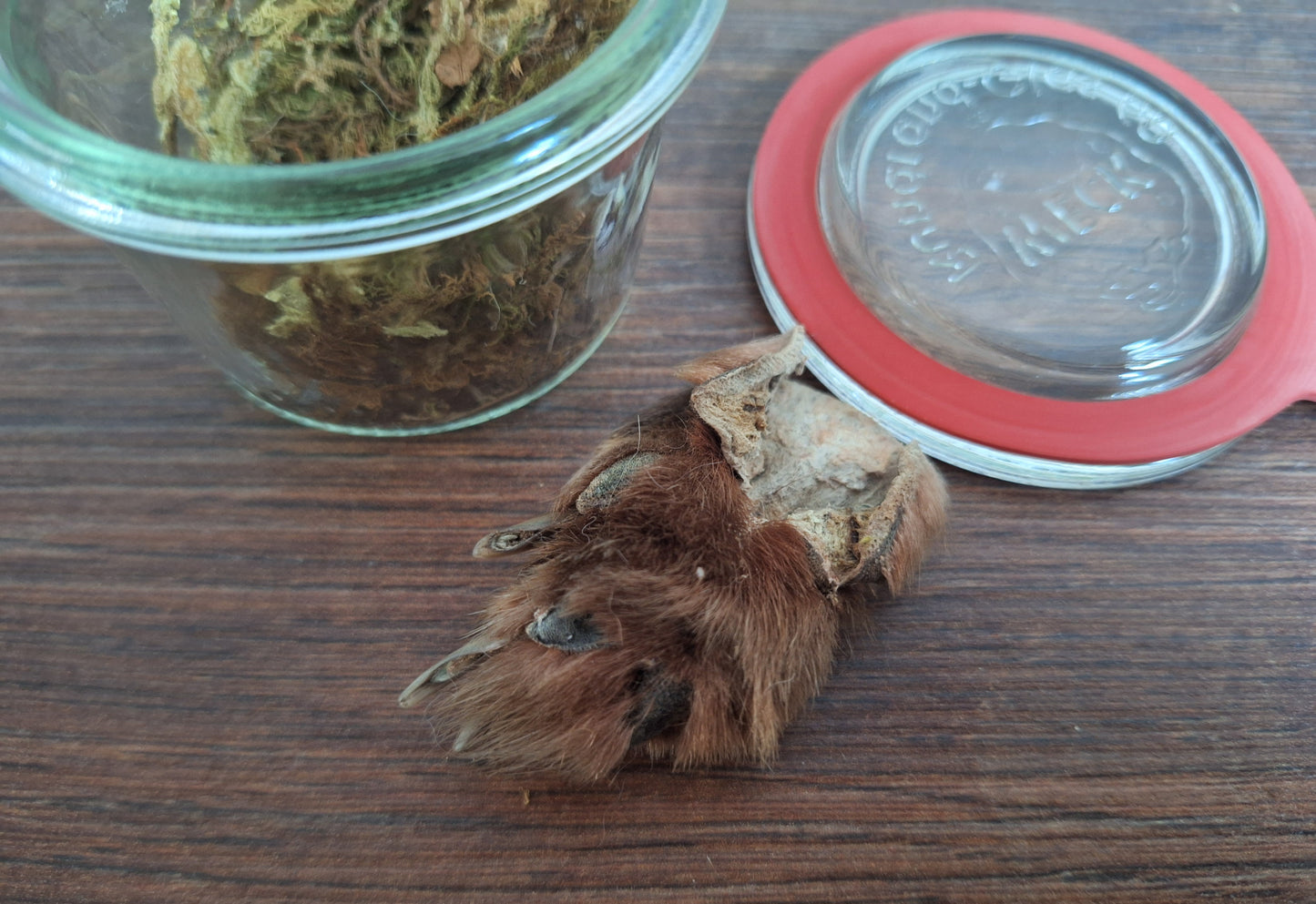 Fox paw, B-quality, in glass jar