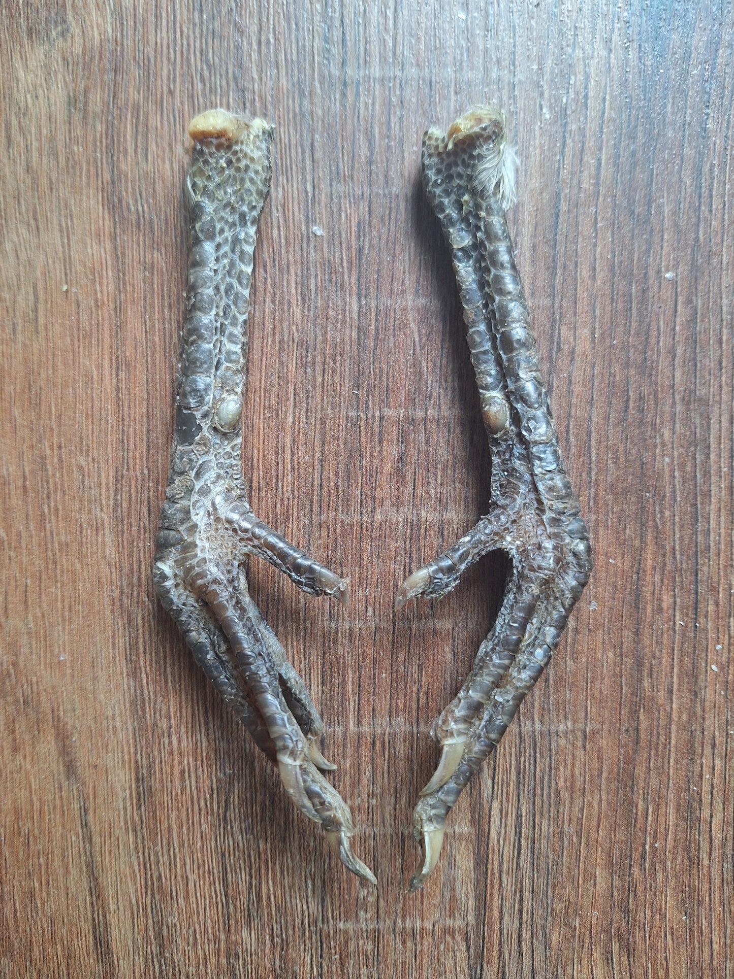 Chicken lower legs, set of 2