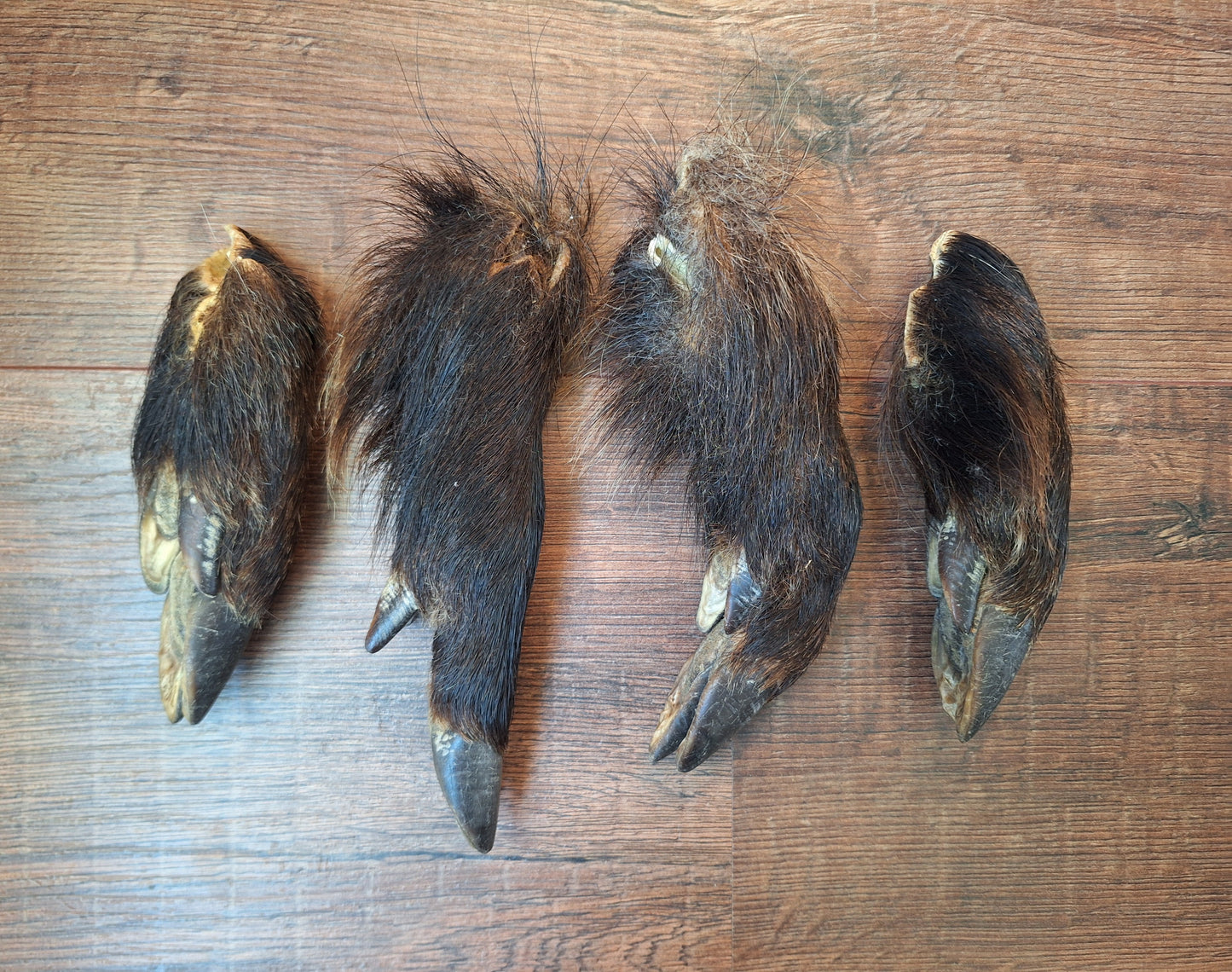 Wild boar lower legs