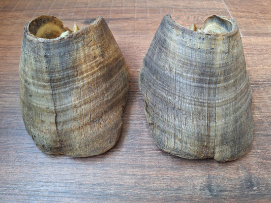 Horse hooves