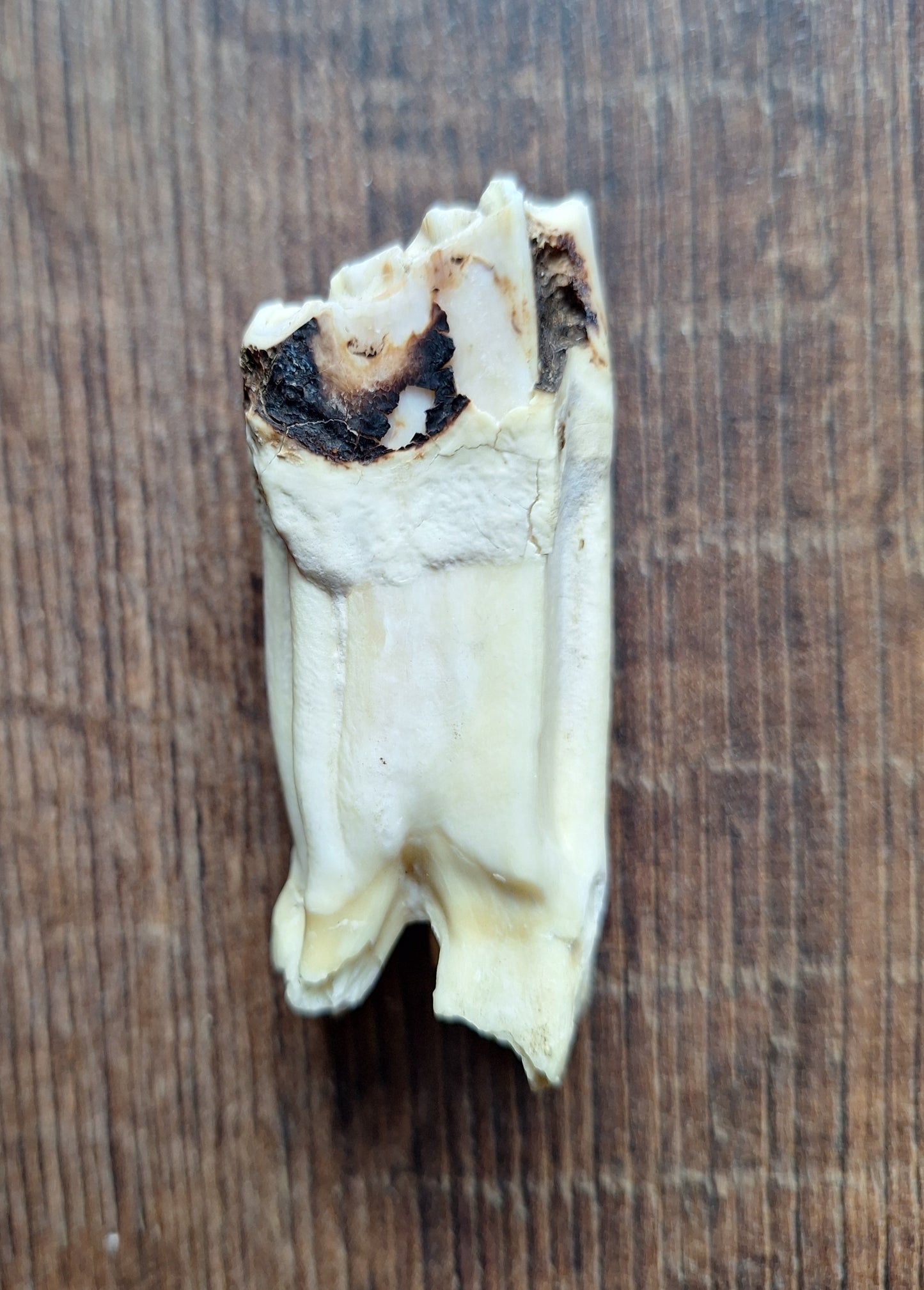 Cow tooth