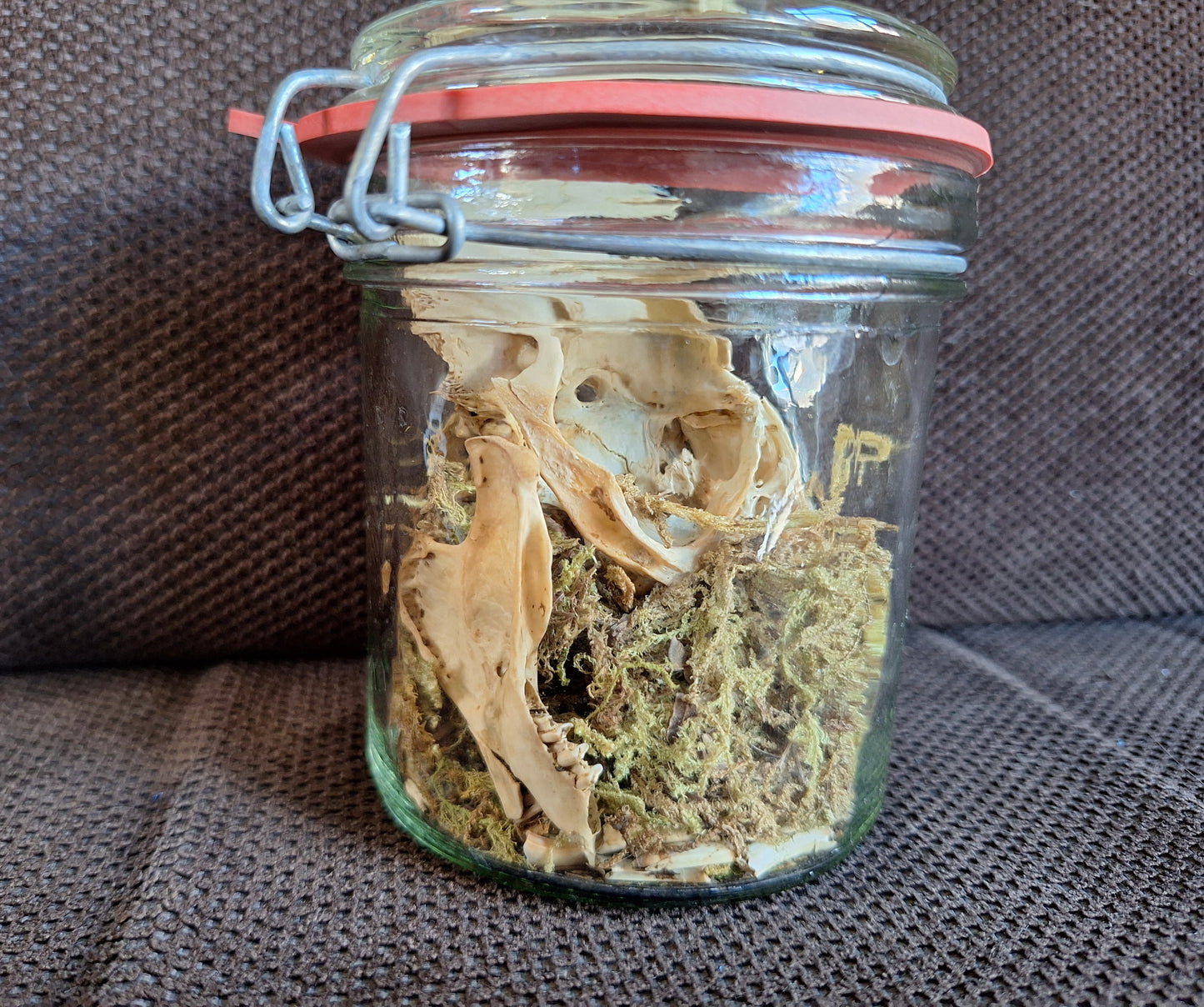 Rabbit skull, B-quality, in glass jar