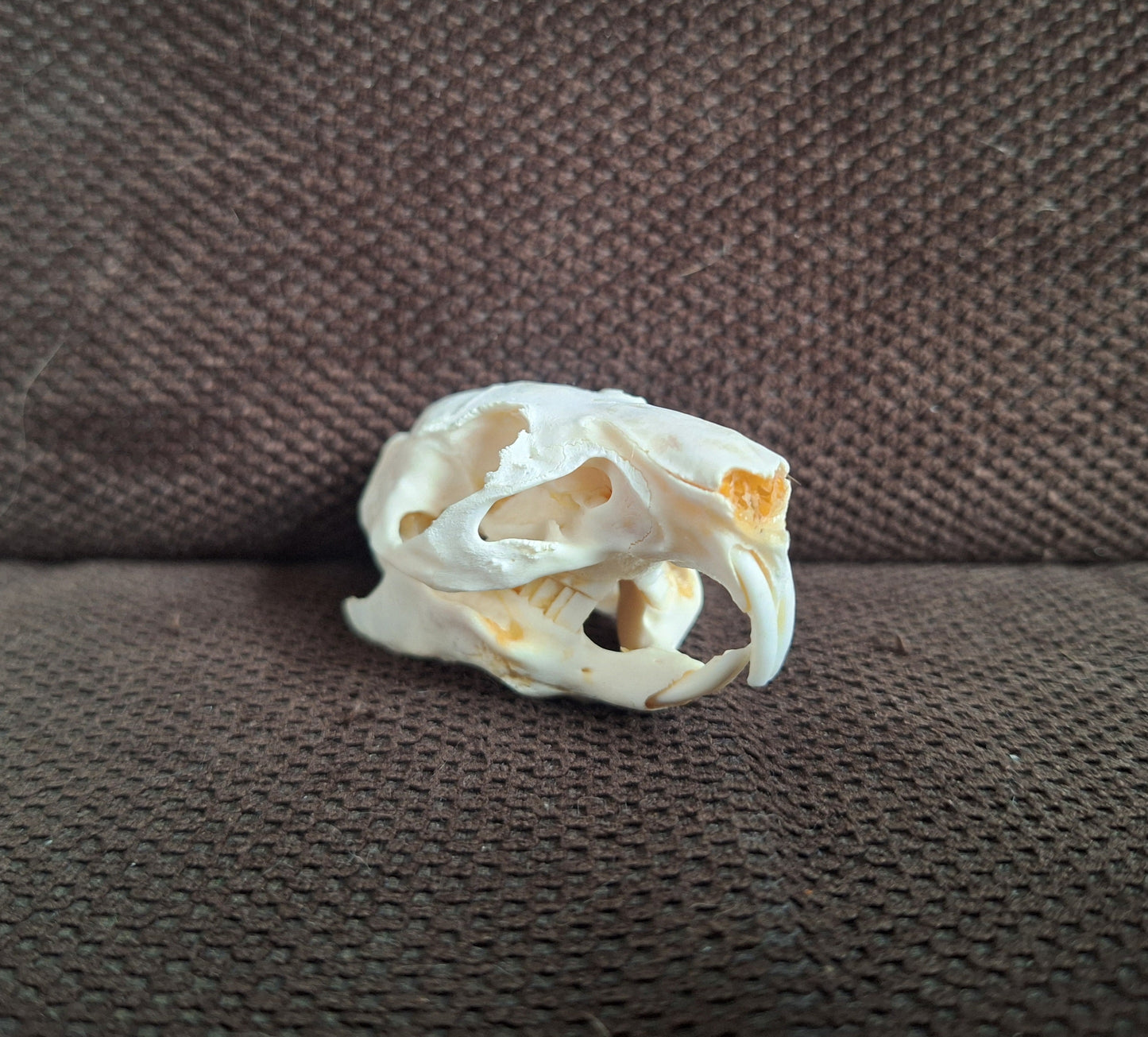 Guinea pig skull