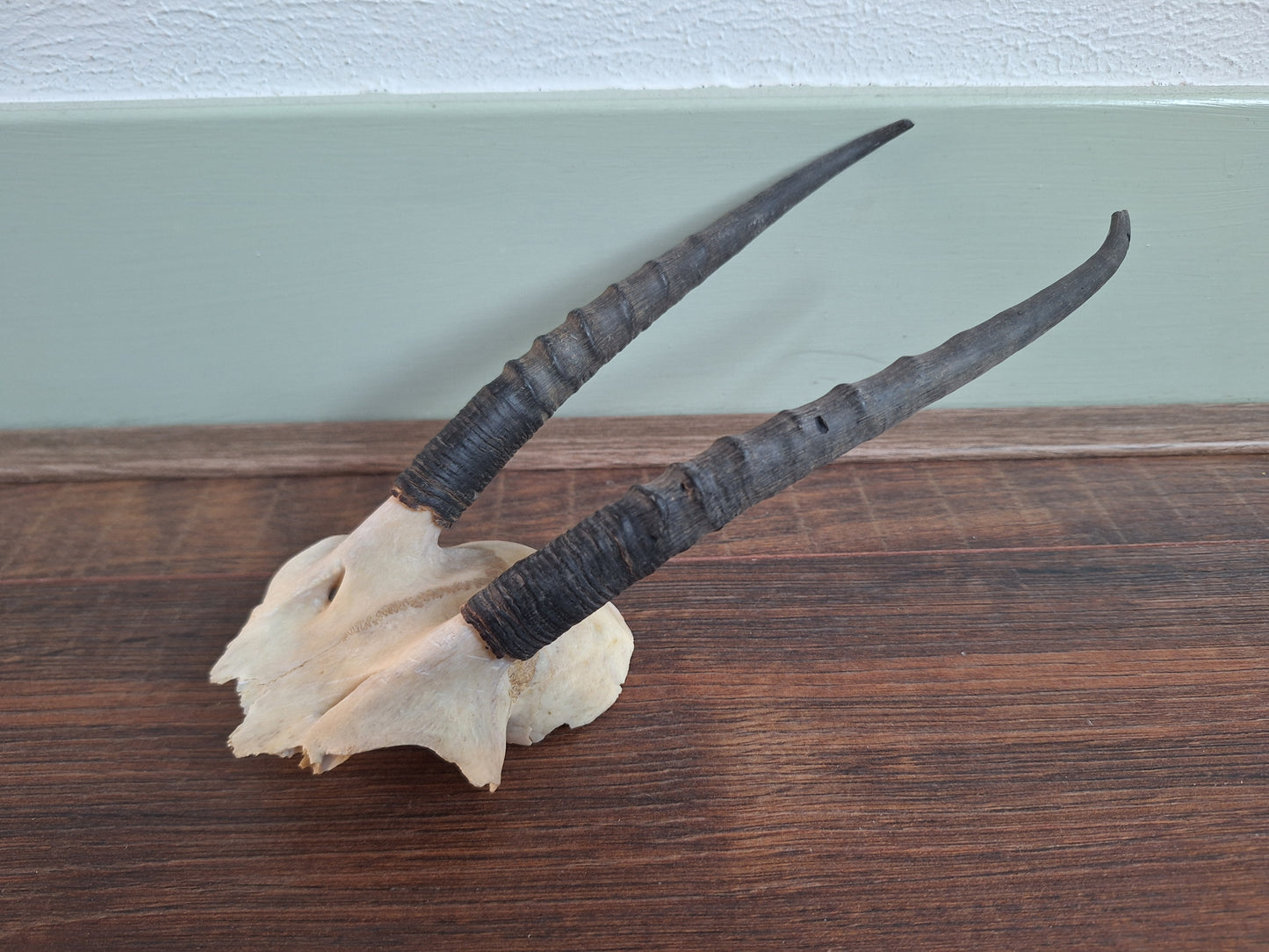 Dorcas gazelle skull cap