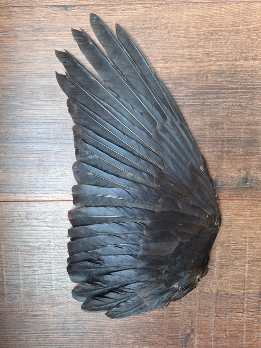 Crow single wing #37