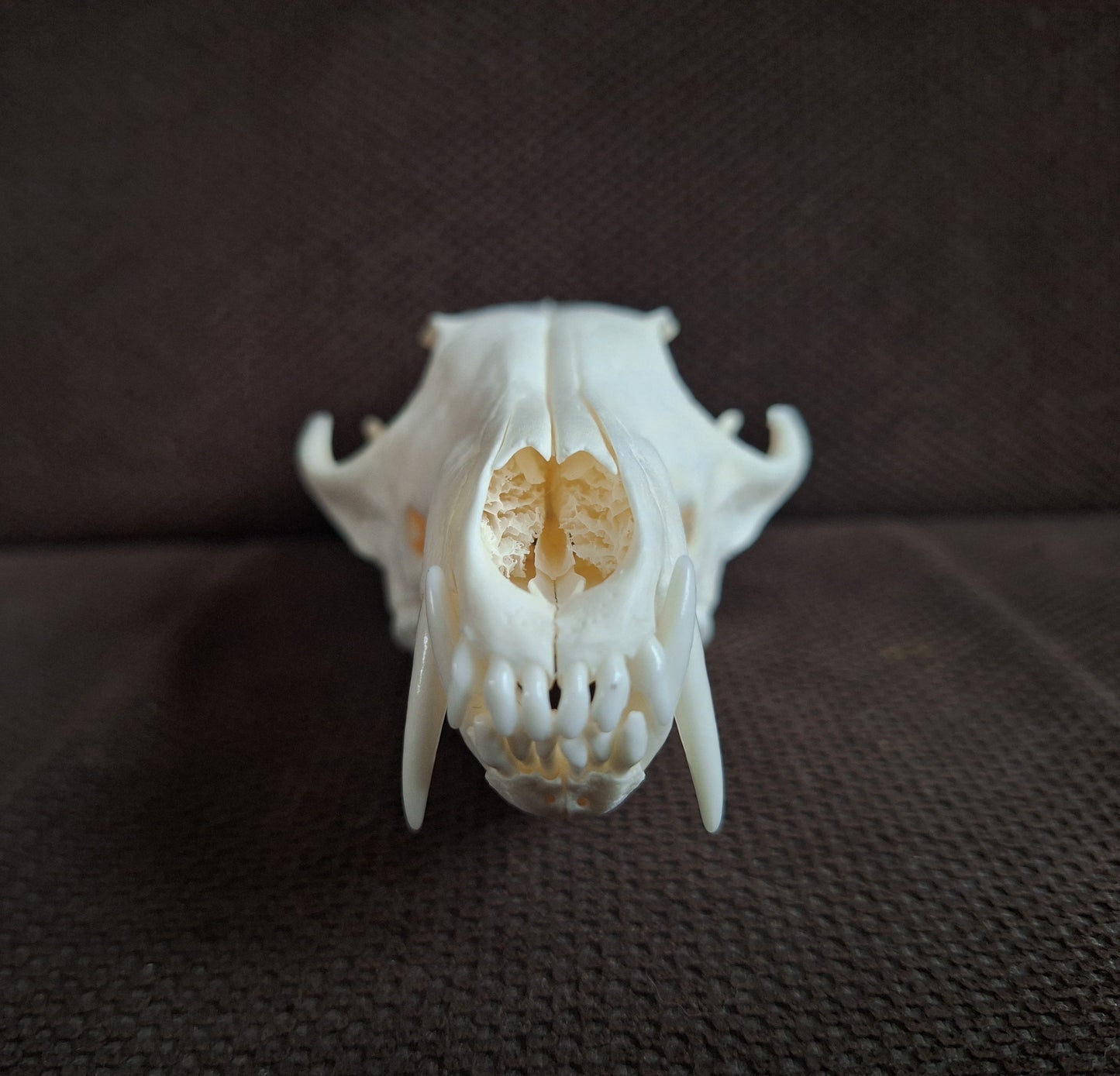 Fox skull #24