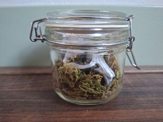 Musk rat upper skull, silver-painted, in glass jar