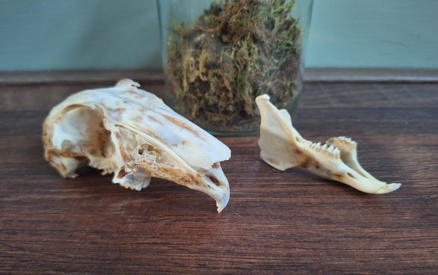 Rabbit skull, B-quality, in glass jar