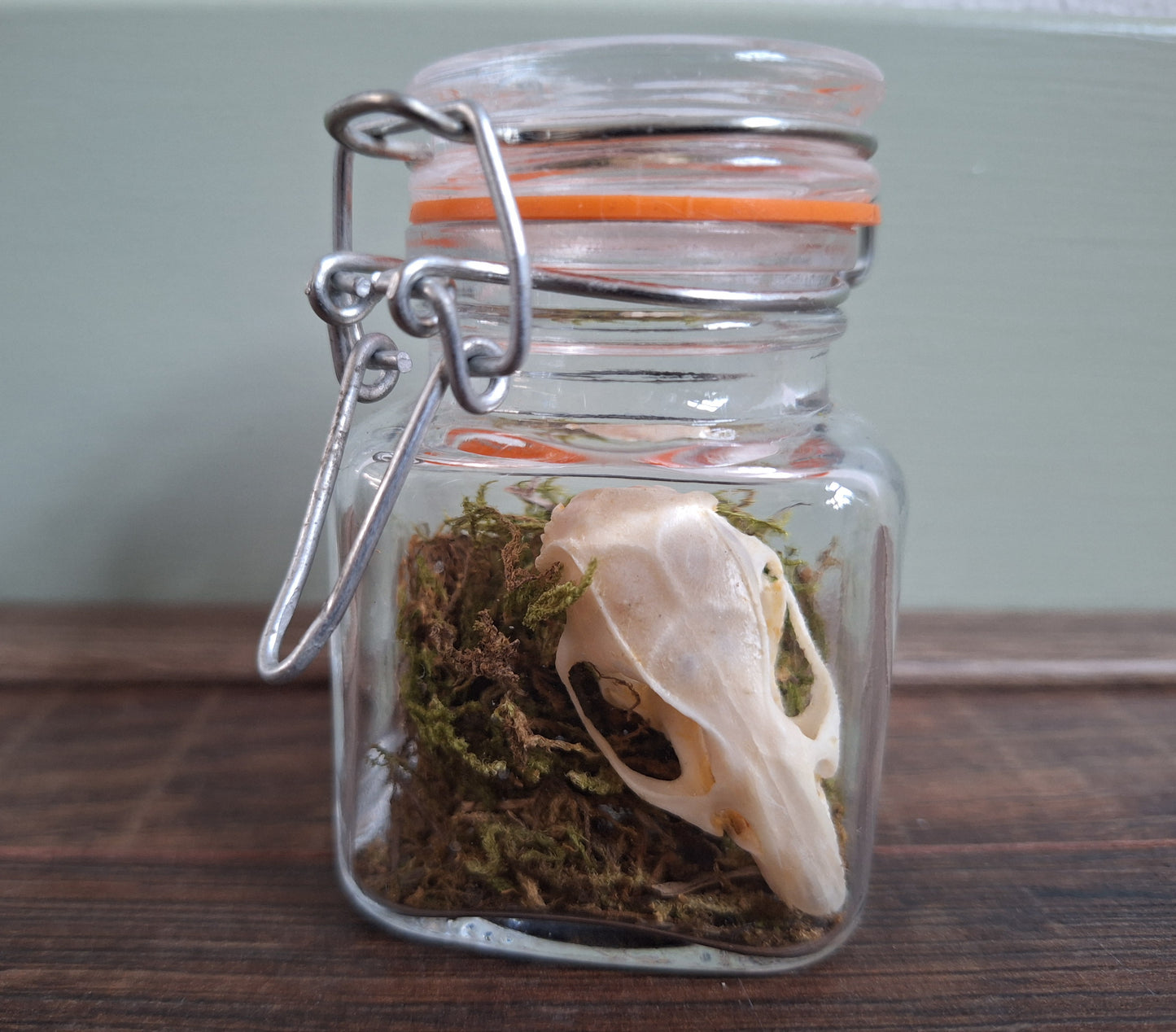 Rat skull in glass jar