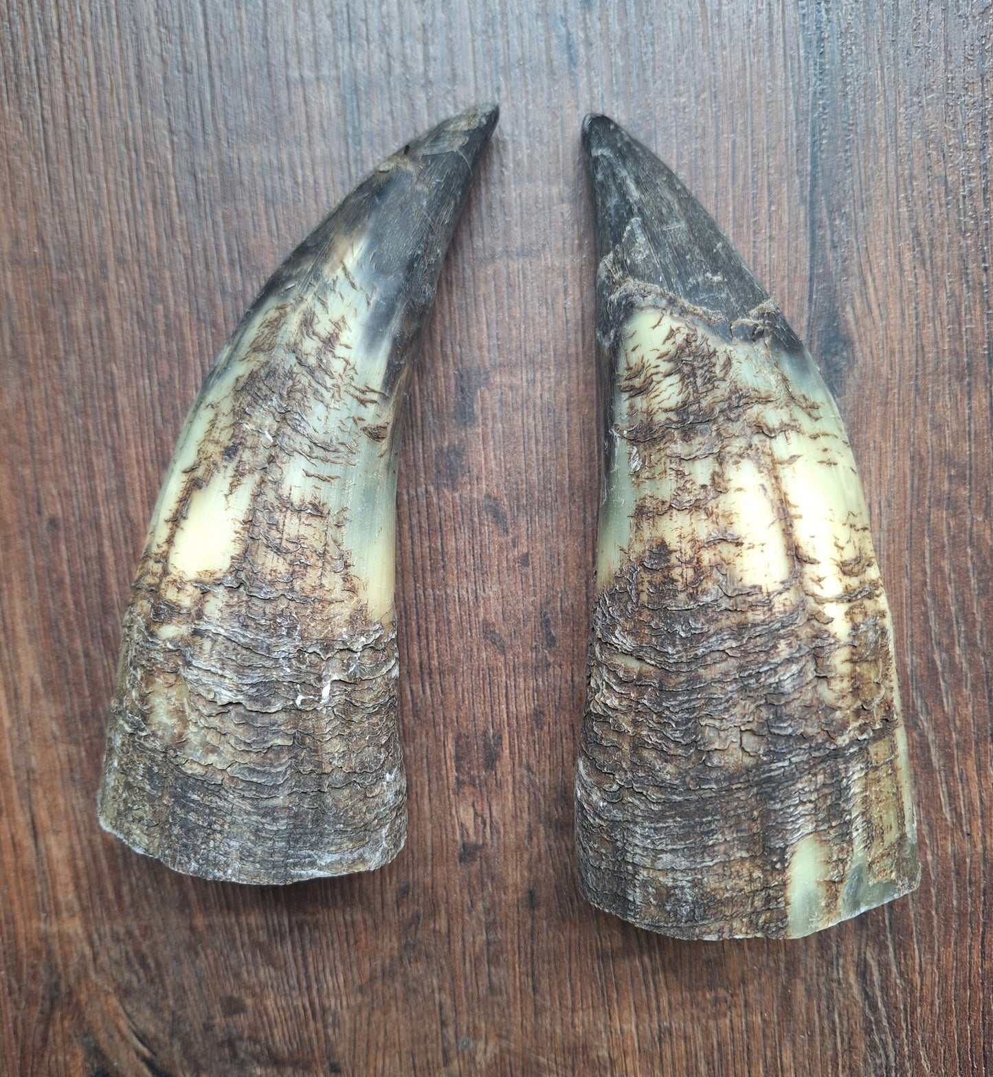Cow horn set